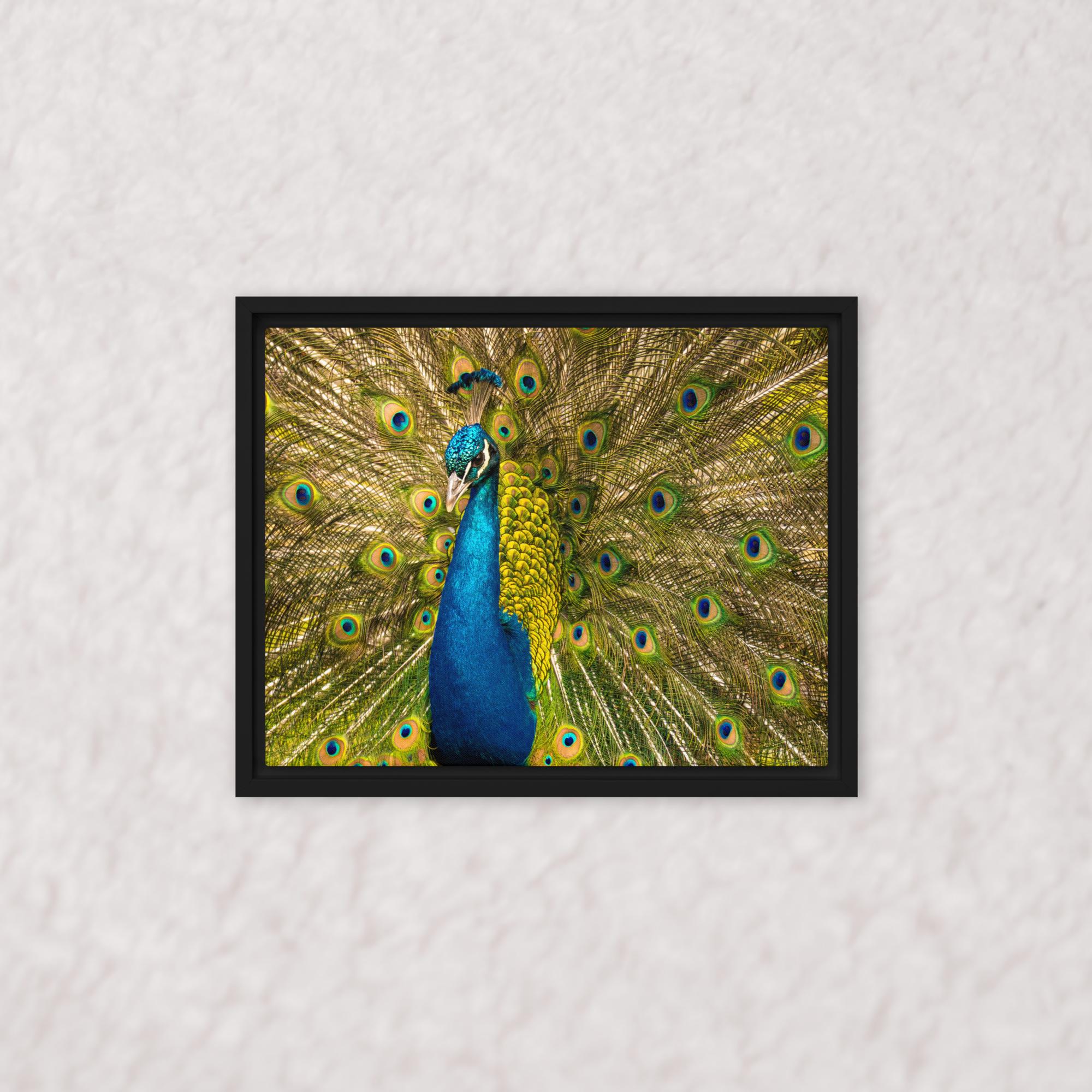 Royal Display (Framed)