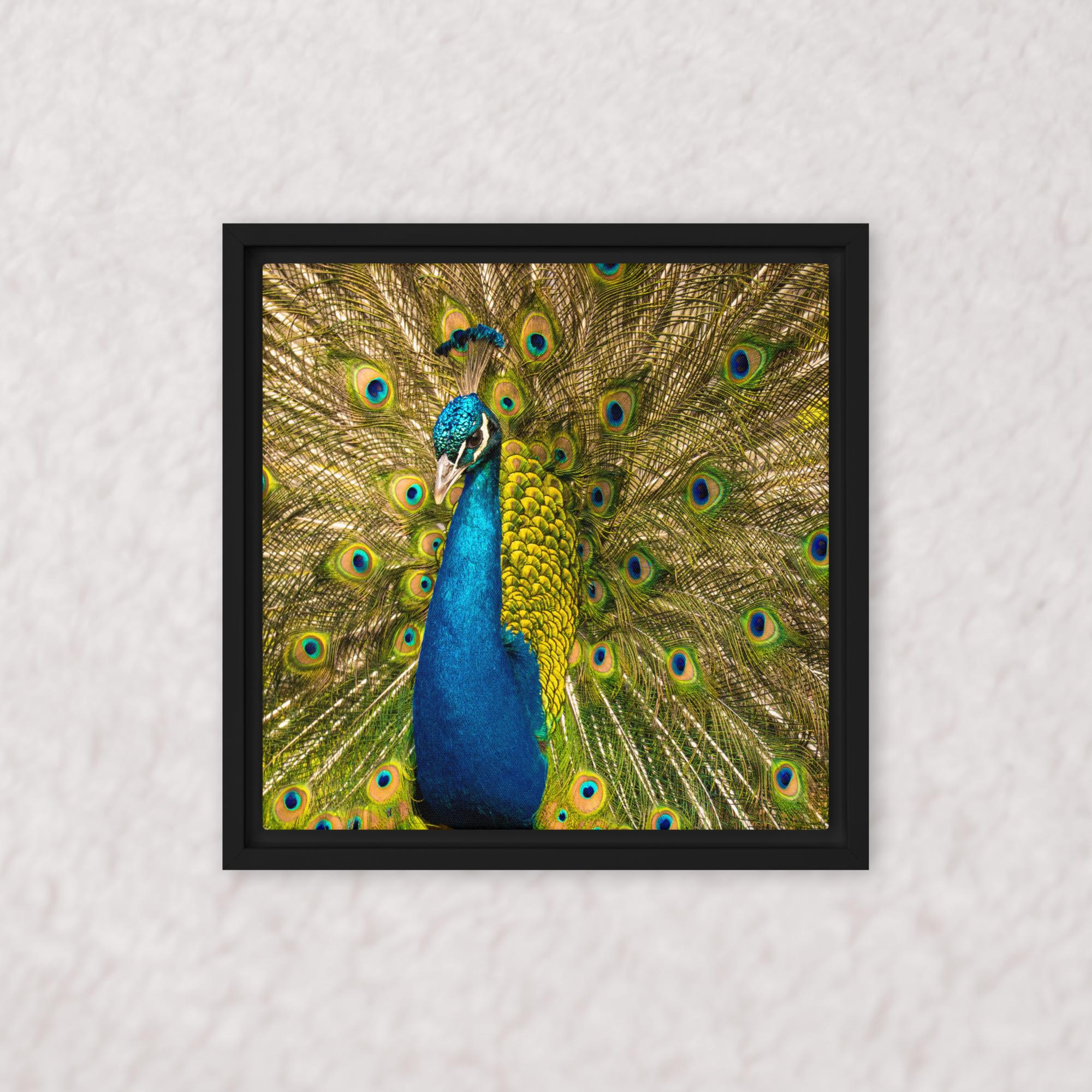 Royal Display (Framed)