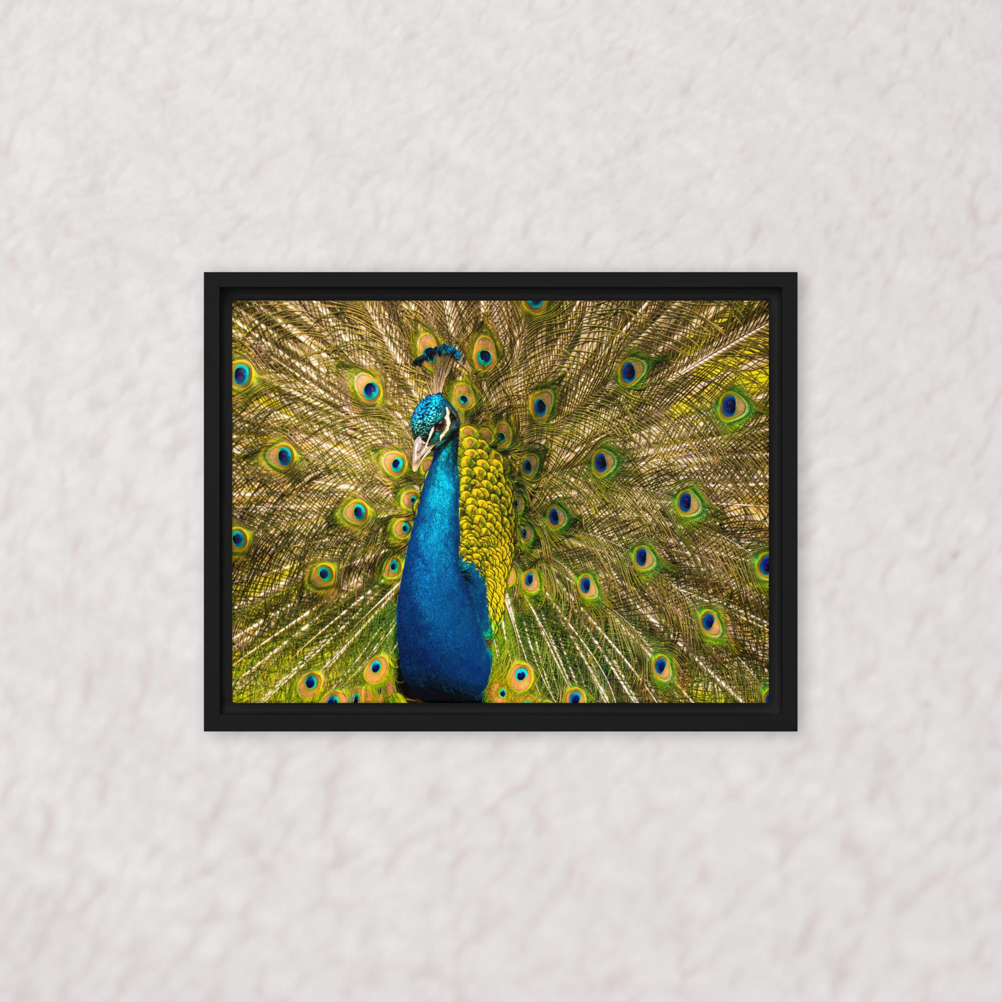 Royal Display (Framed)