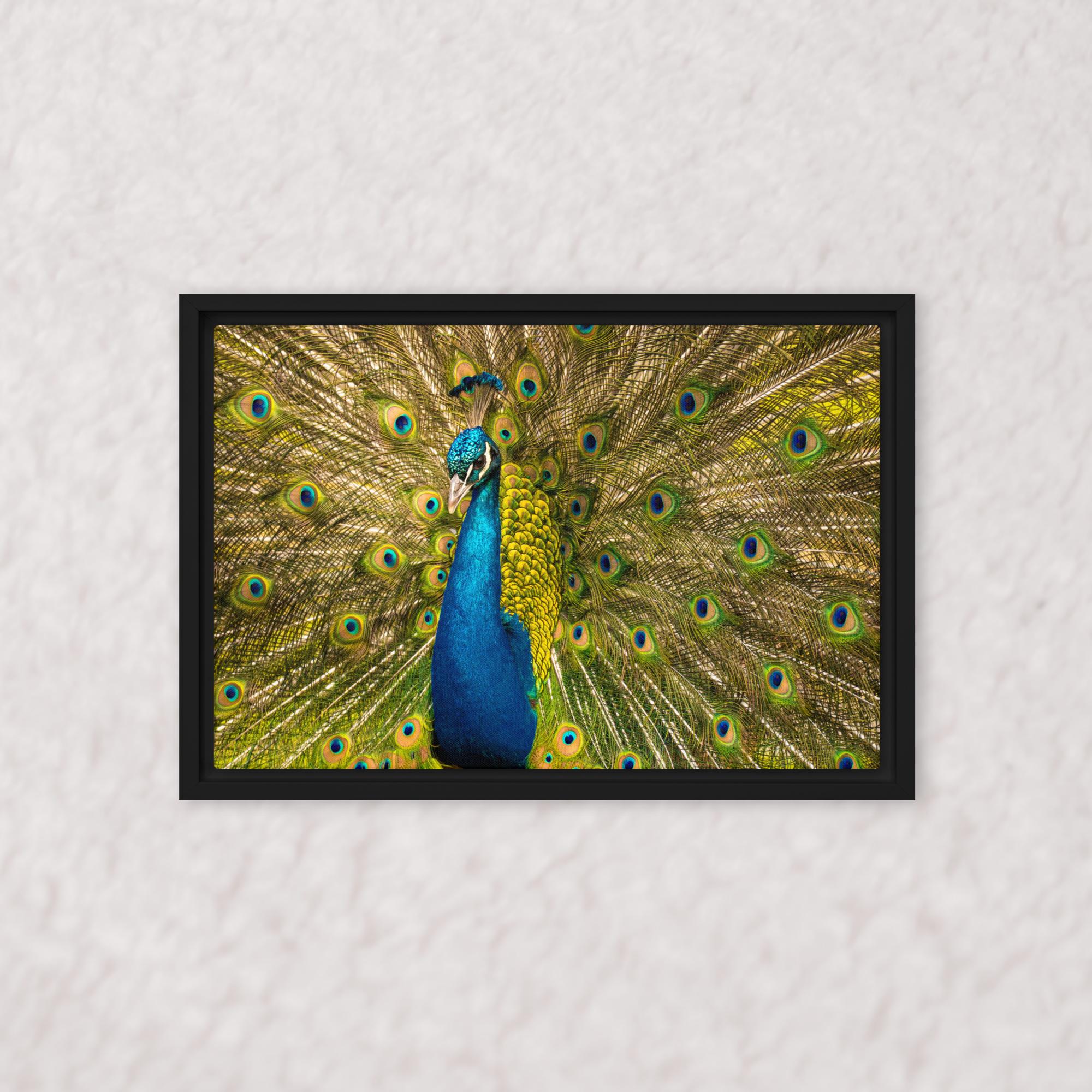 Royal Display (Framed)