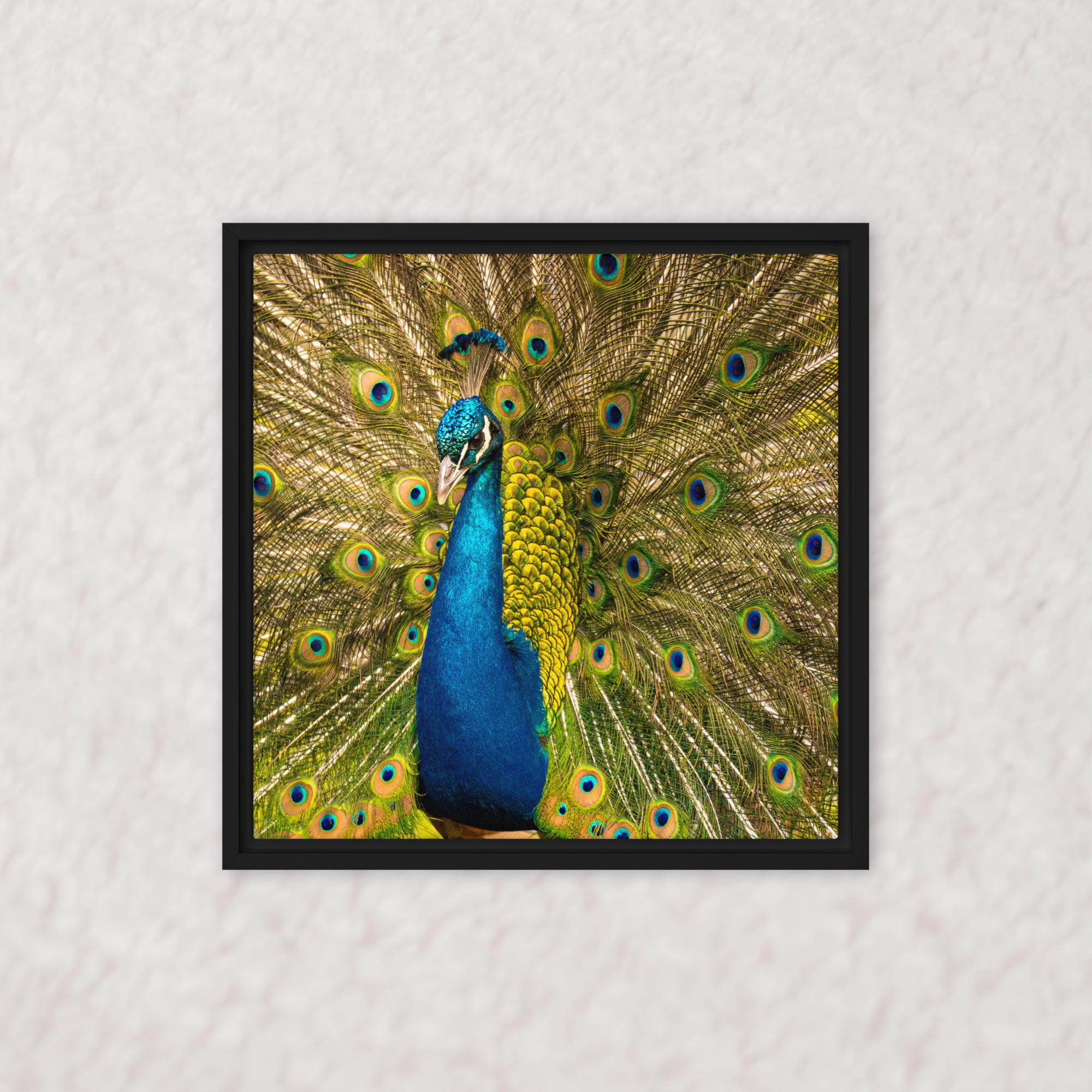 Royal Display (Framed)