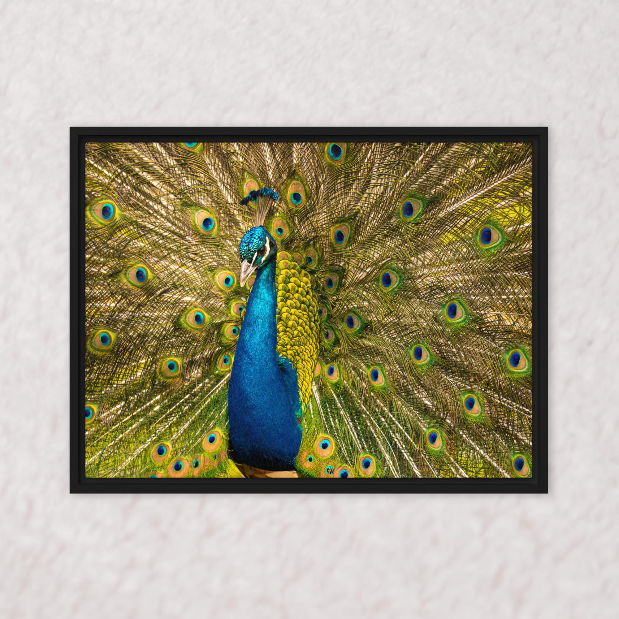 Royal Display (Framed)