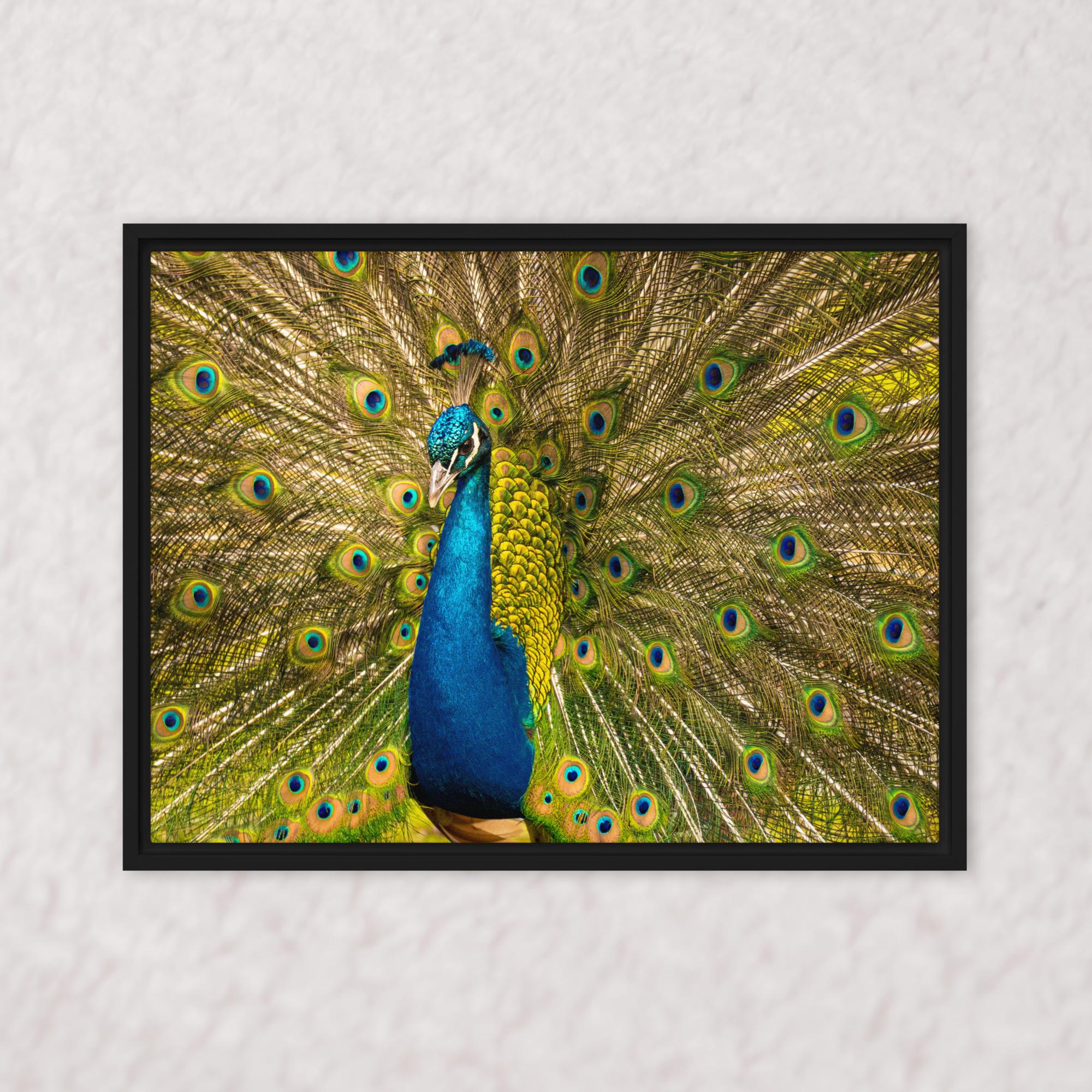 Royal Display (Framed)