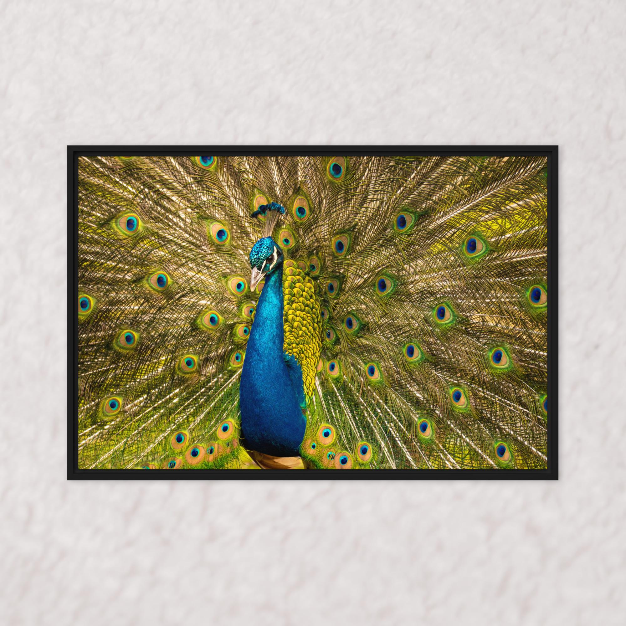 Royal Display (Framed)