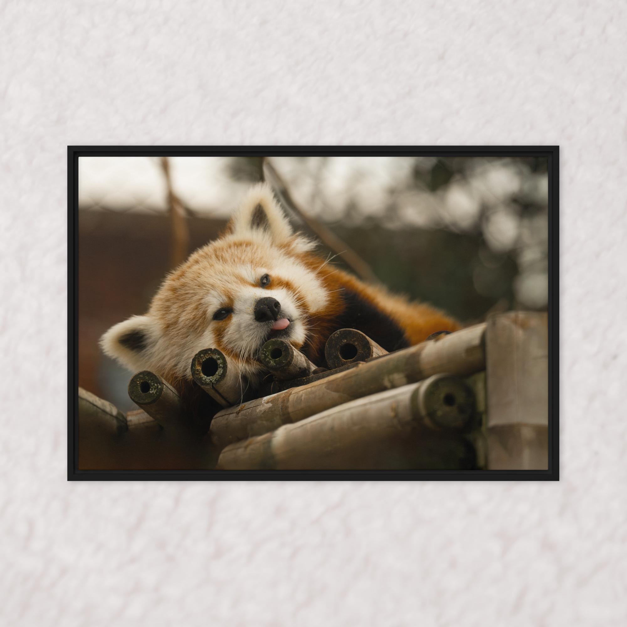 Cradled in Bamboo (Framed)