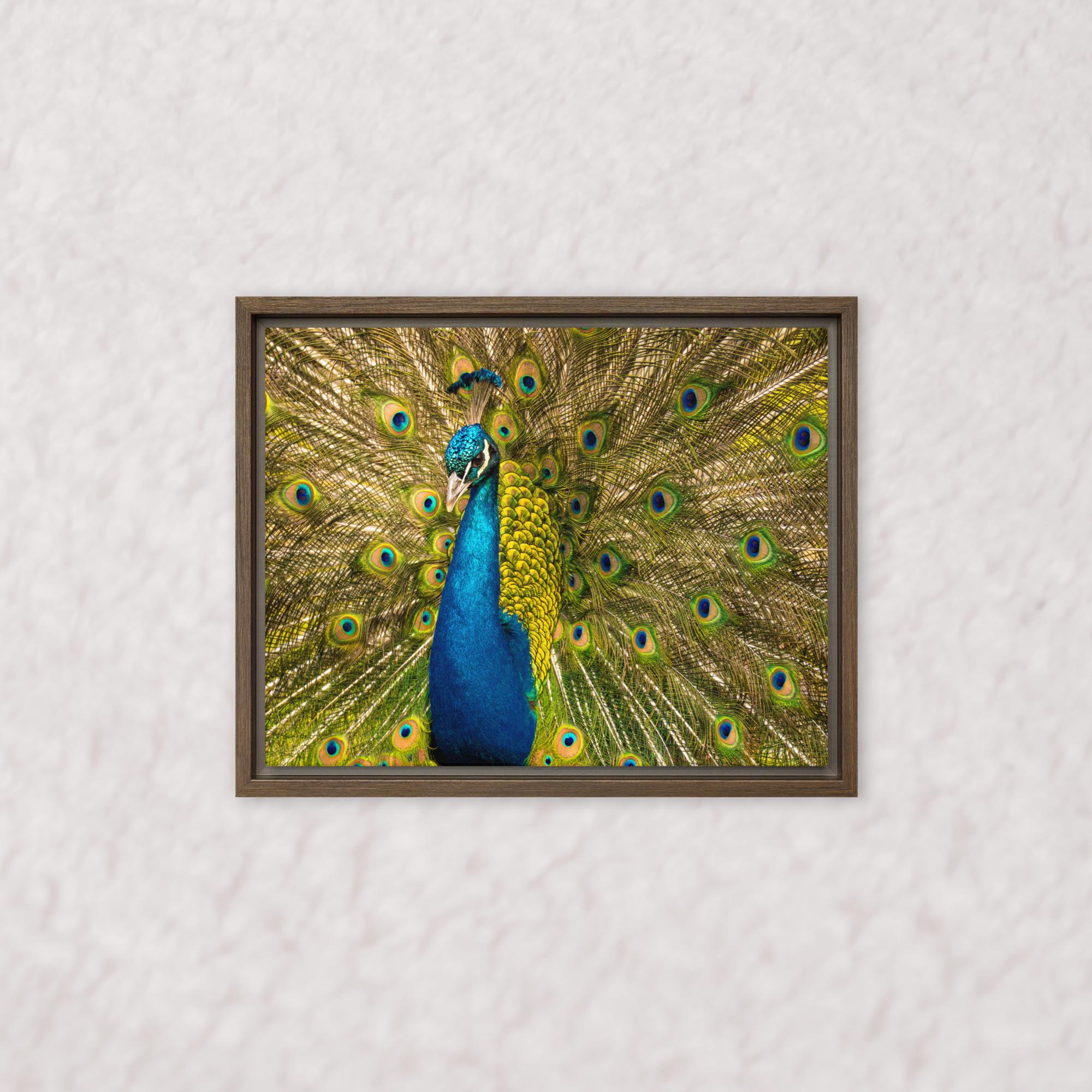 Royal Display (Framed)