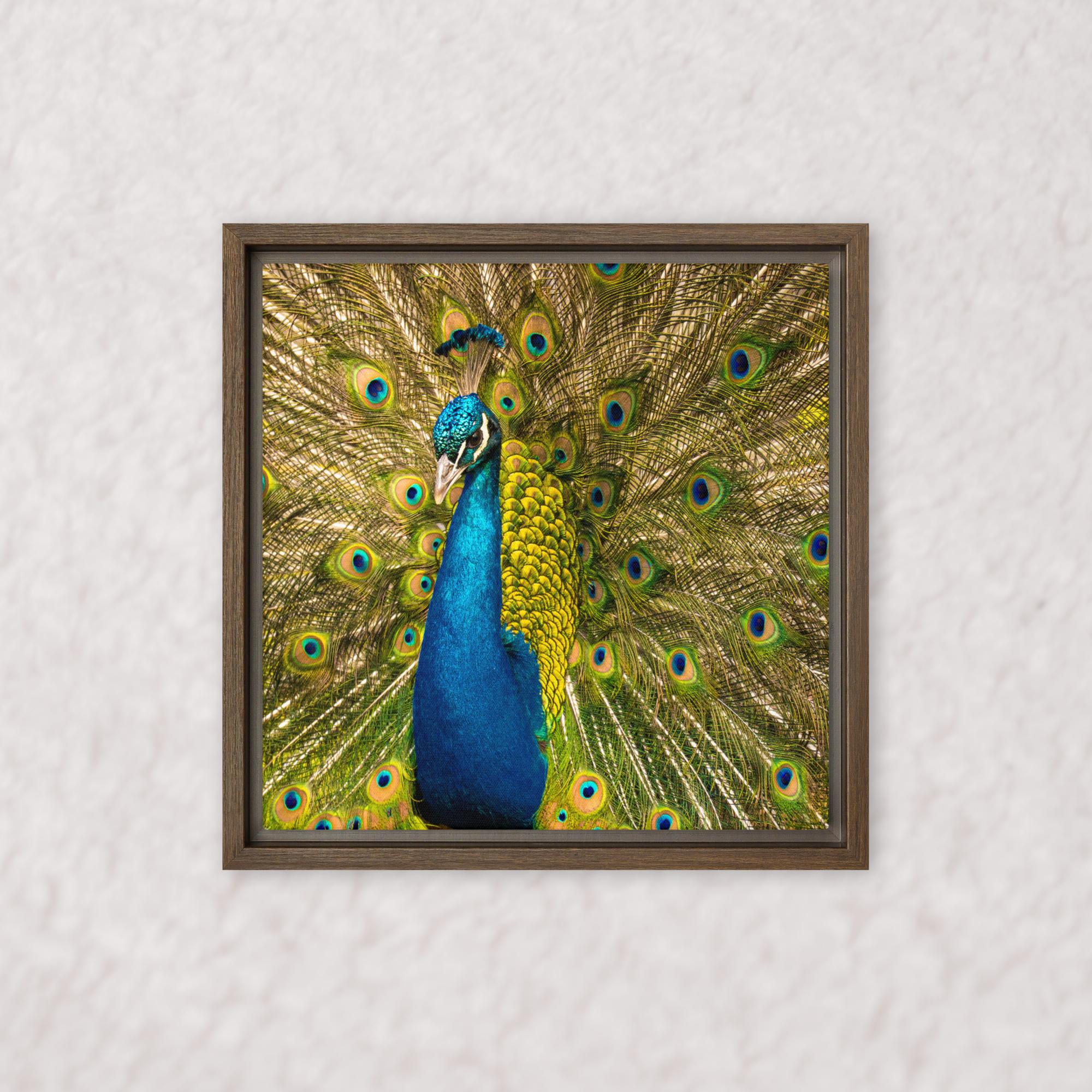 Royal Display (Framed)