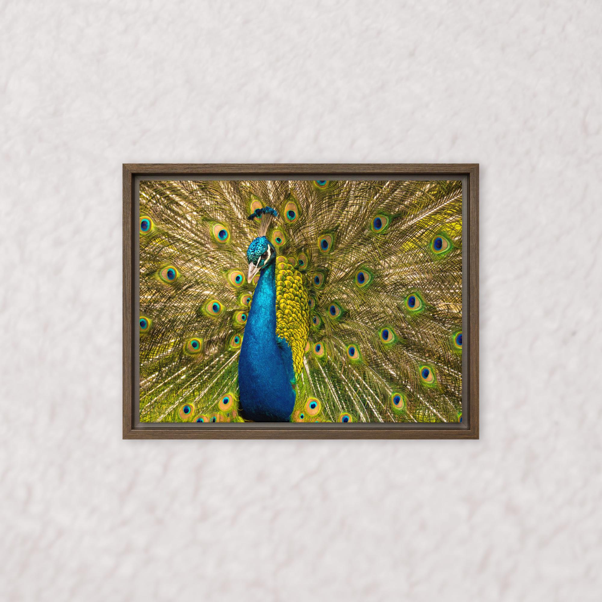 Royal Display (Framed)