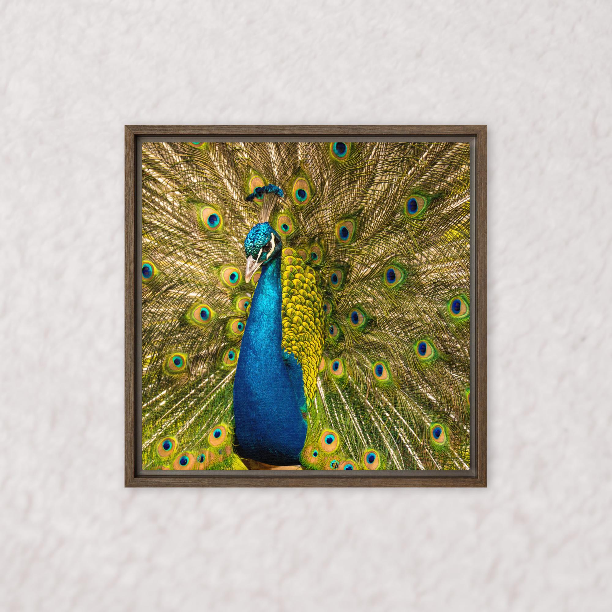 Royal Display (Framed)