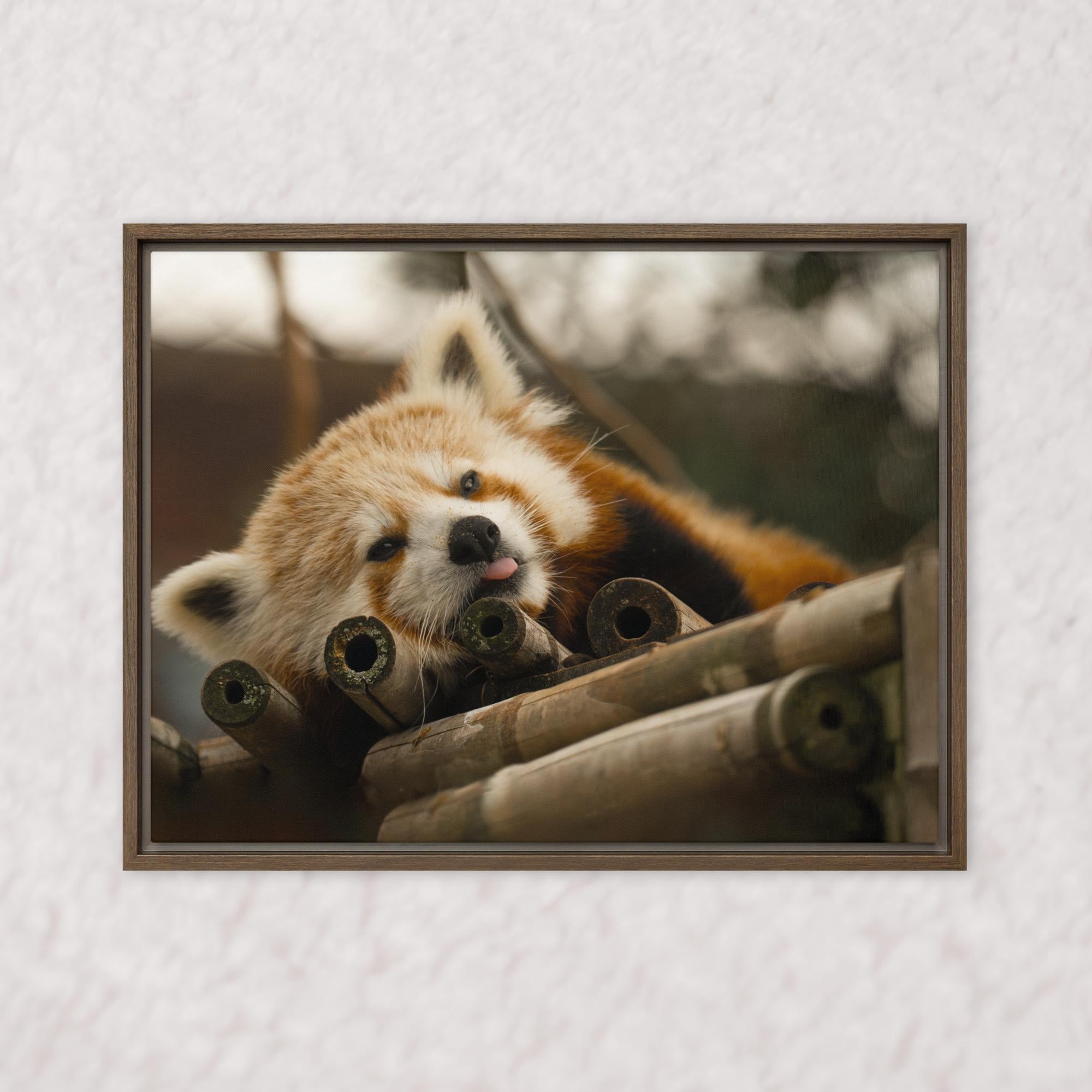 Cradled in Bamboo (Framed)