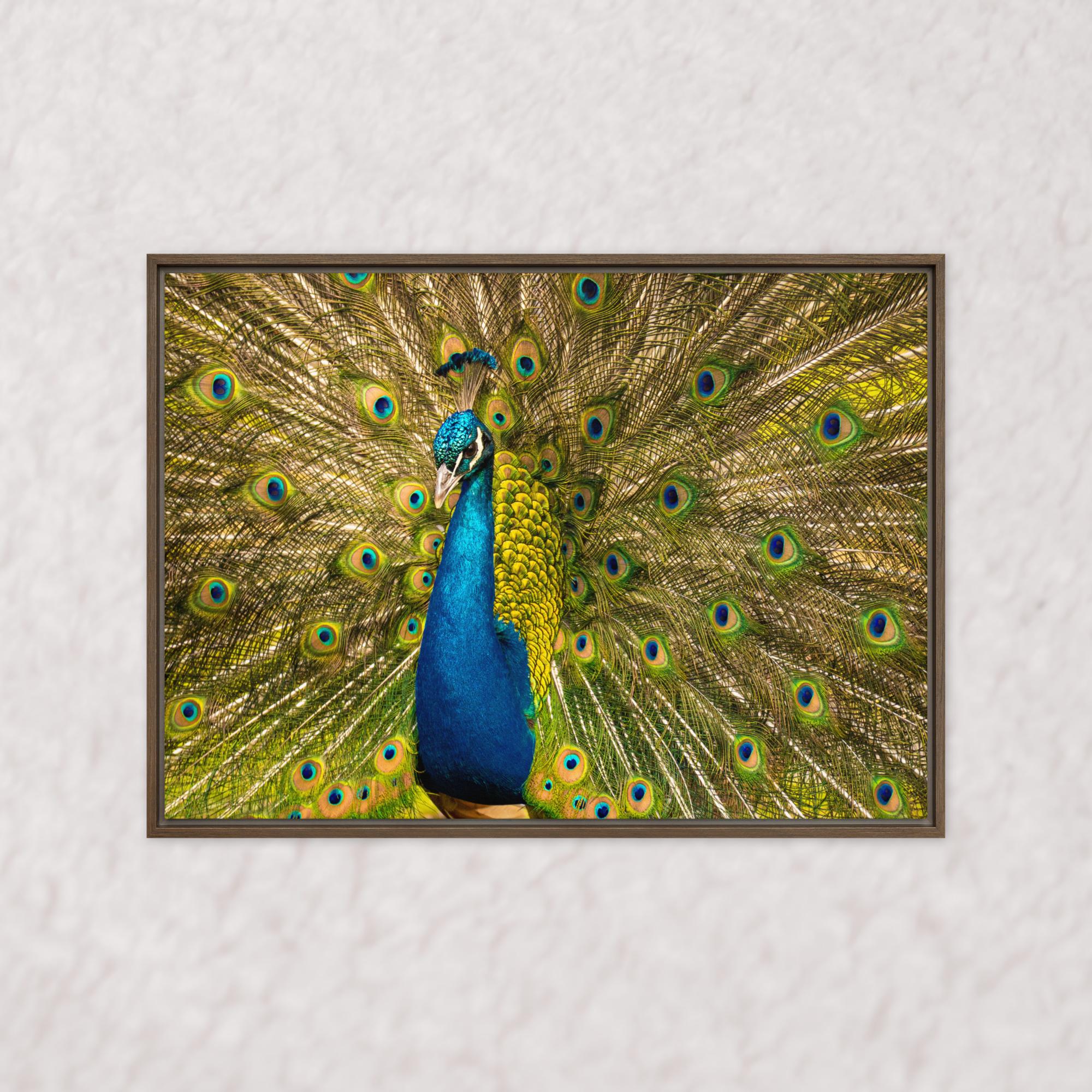 Royal Display (Framed)