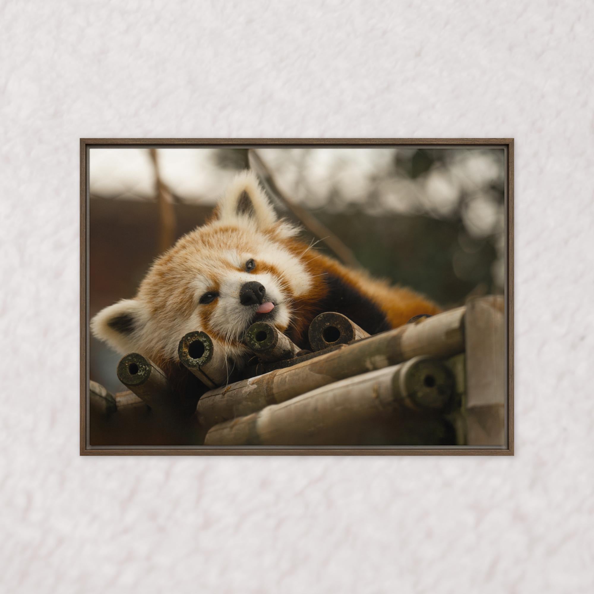 Cradled in Bamboo (Framed)