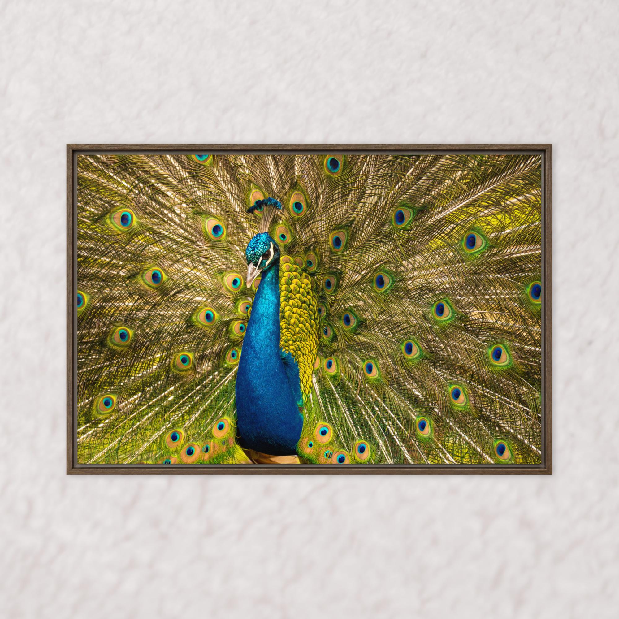 Royal Display (Framed)