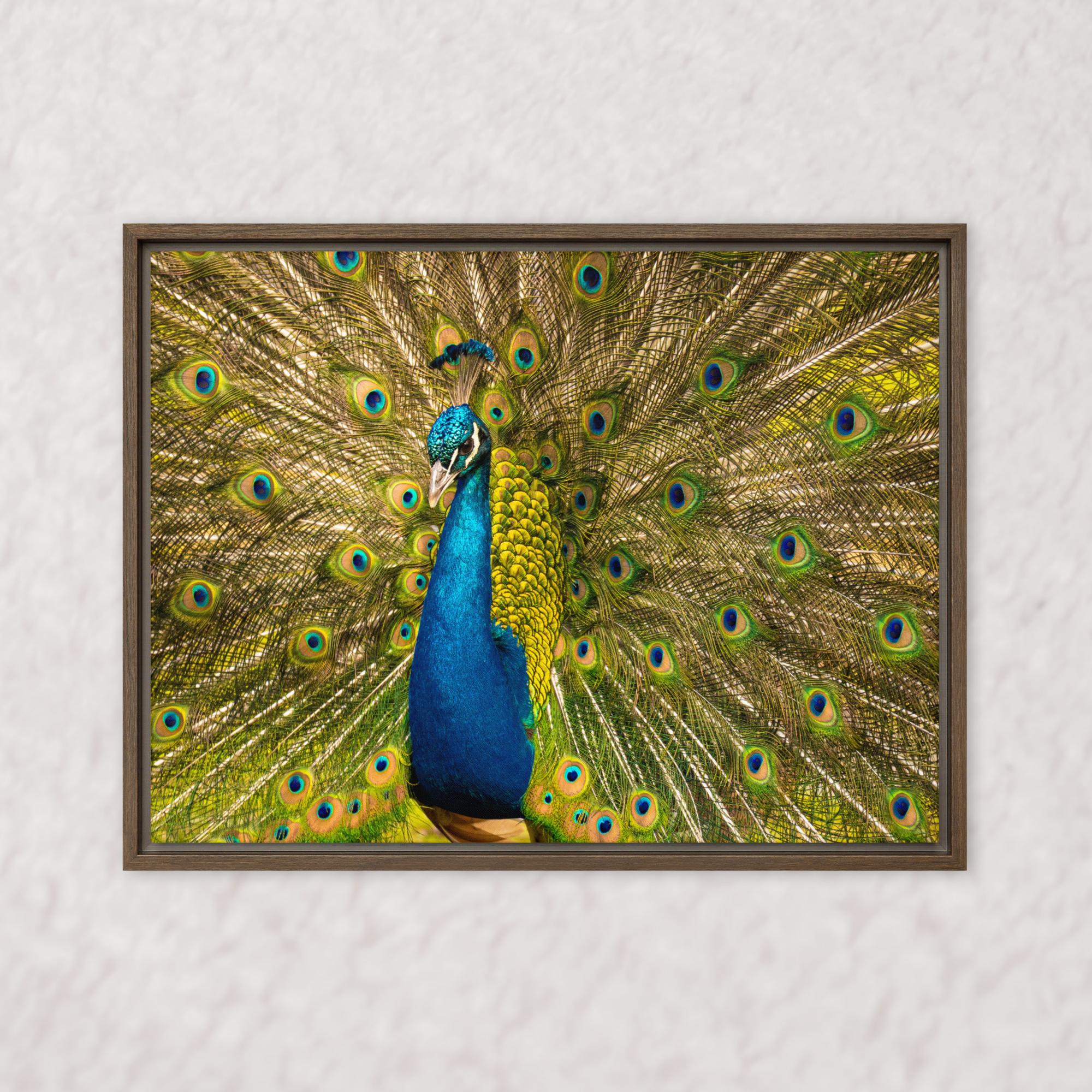 Royal Display (Framed)