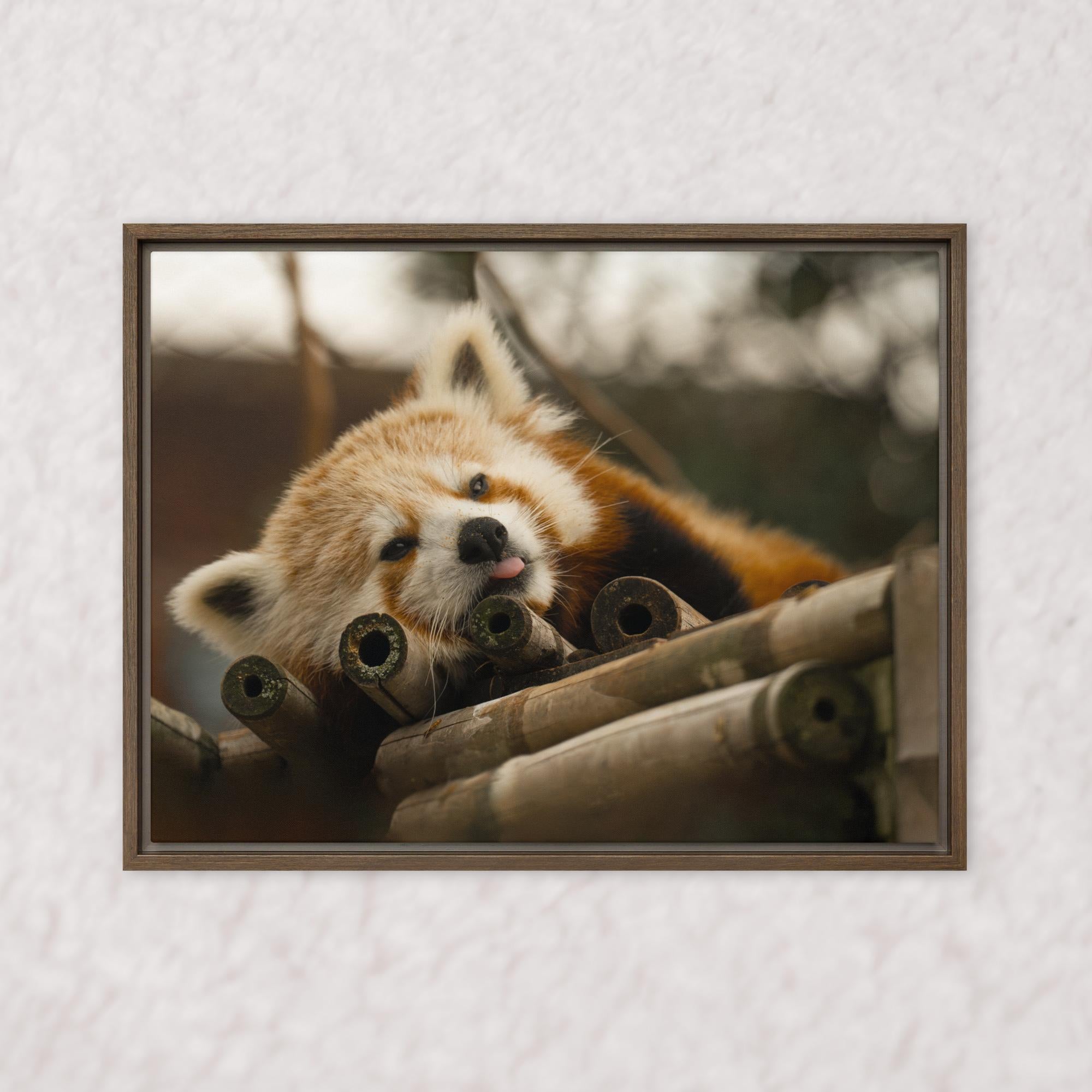 Cradled in Bamboo (Framed)