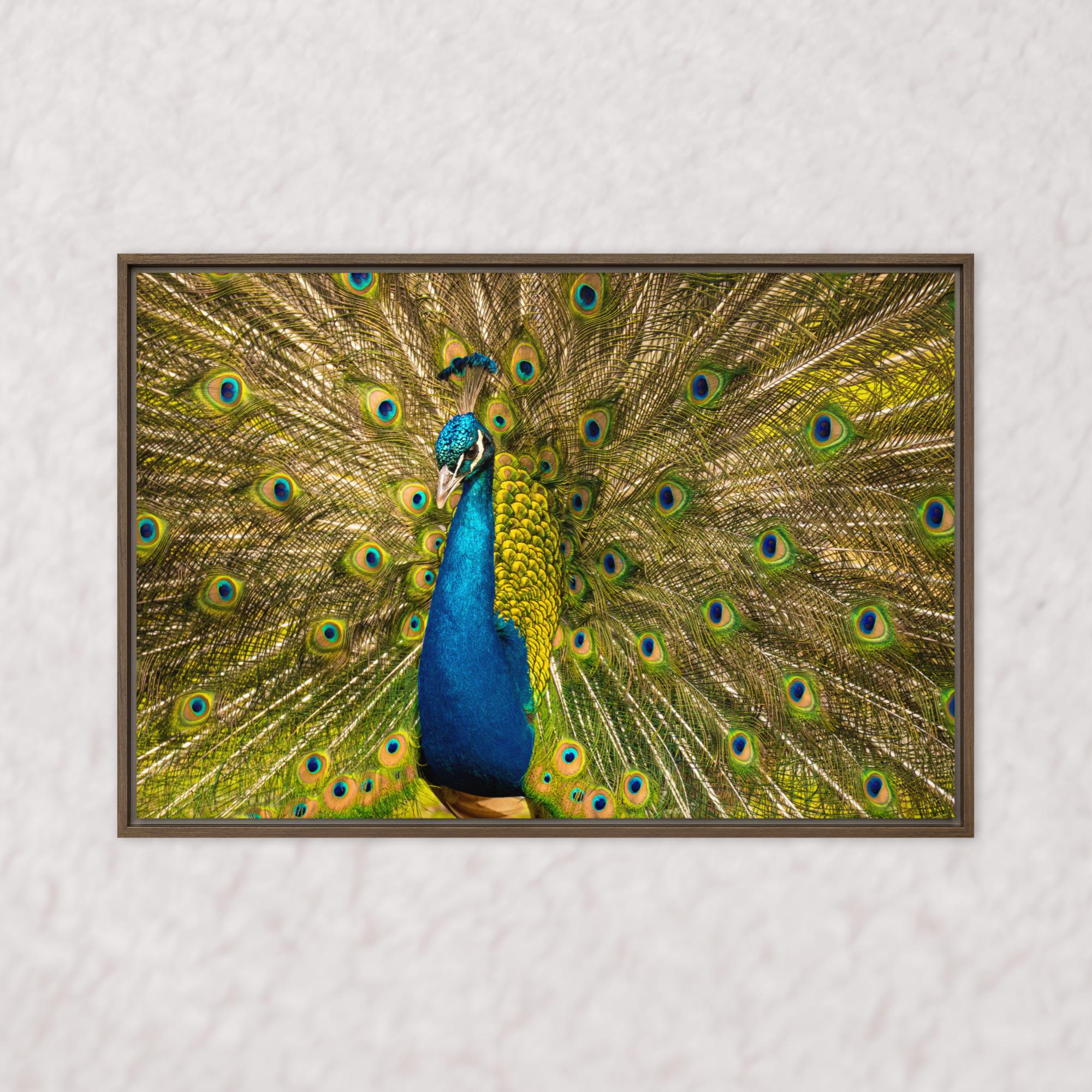 Royal Display (Framed)