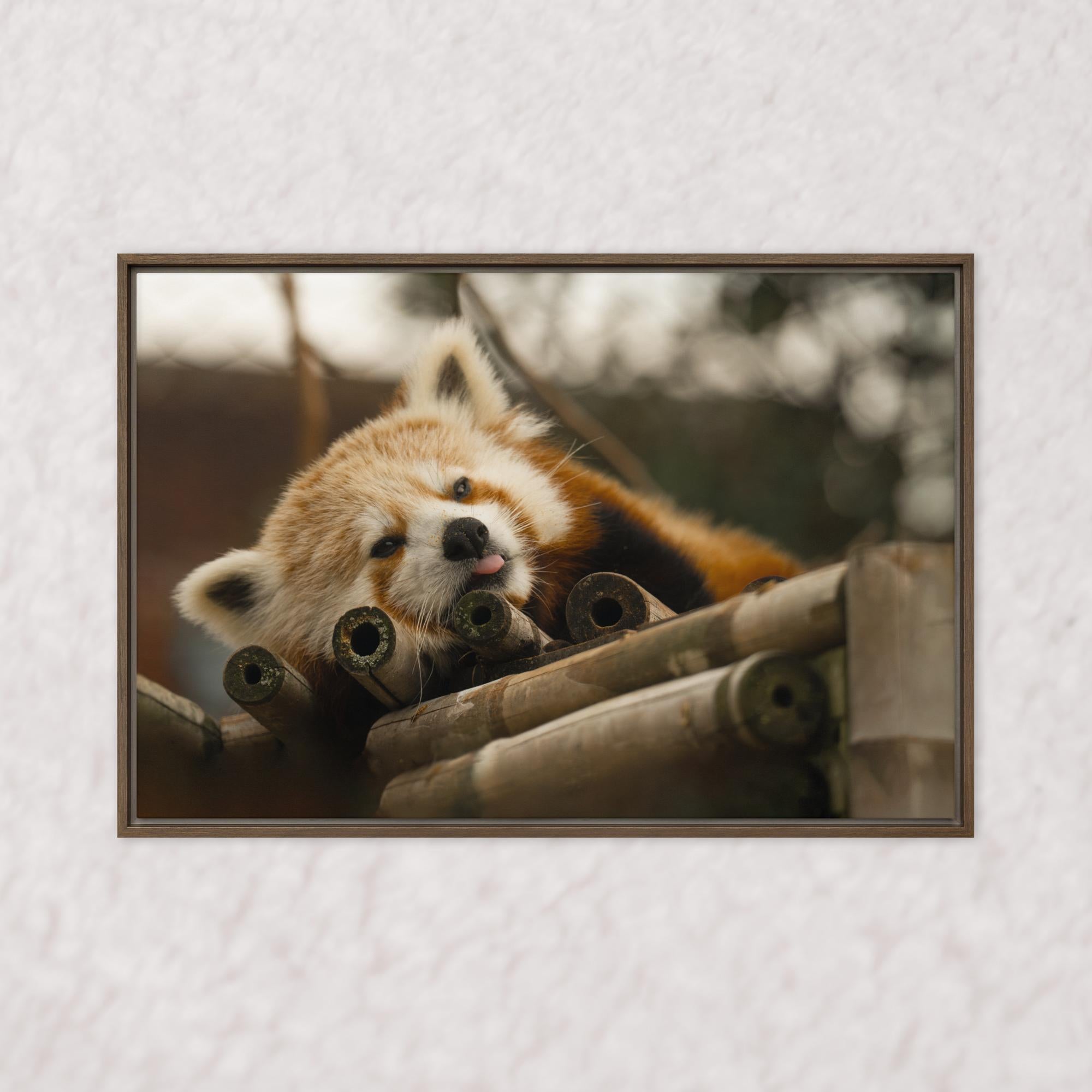 Cradled in Bamboo (Framed)