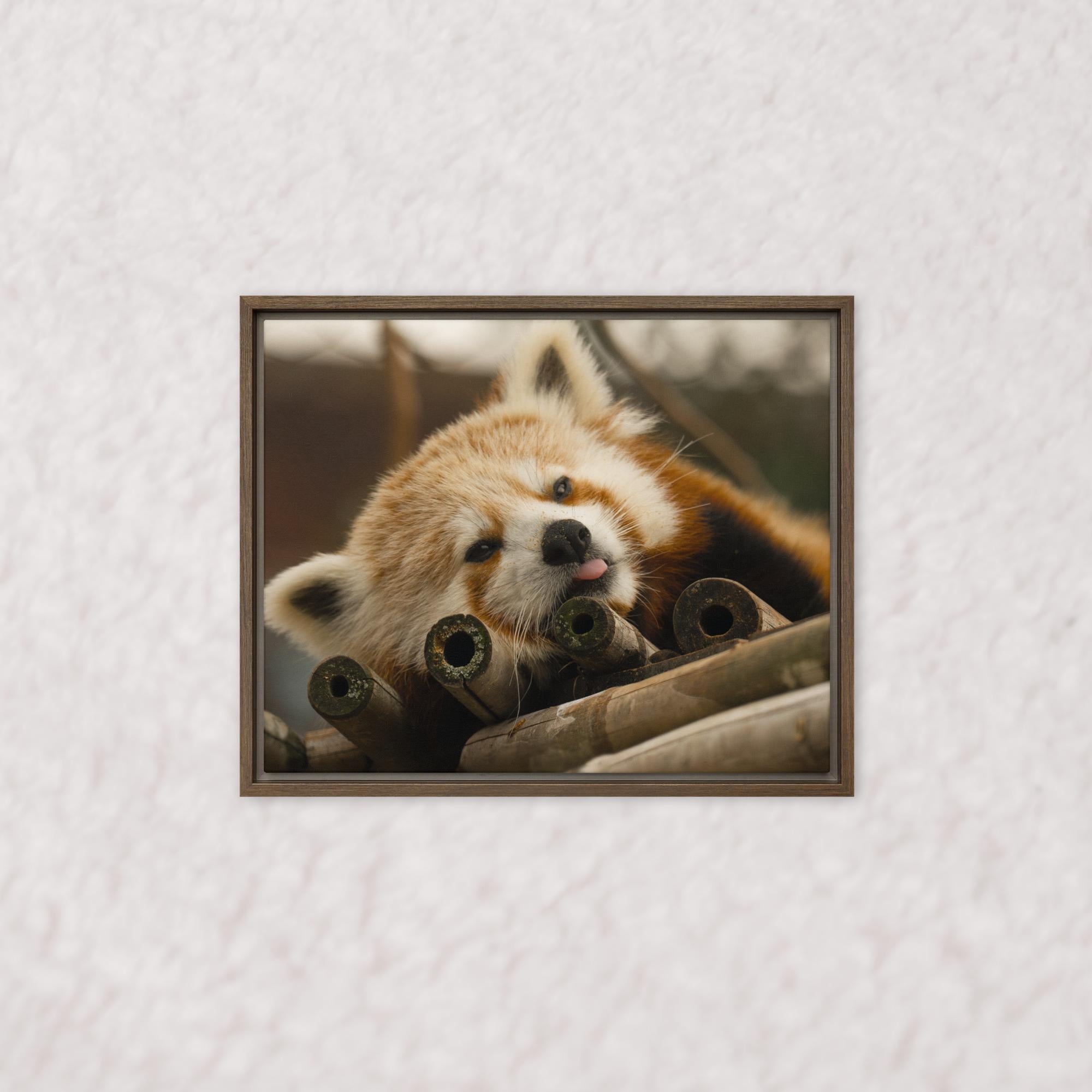 Cradled in Bamboo (Framed)