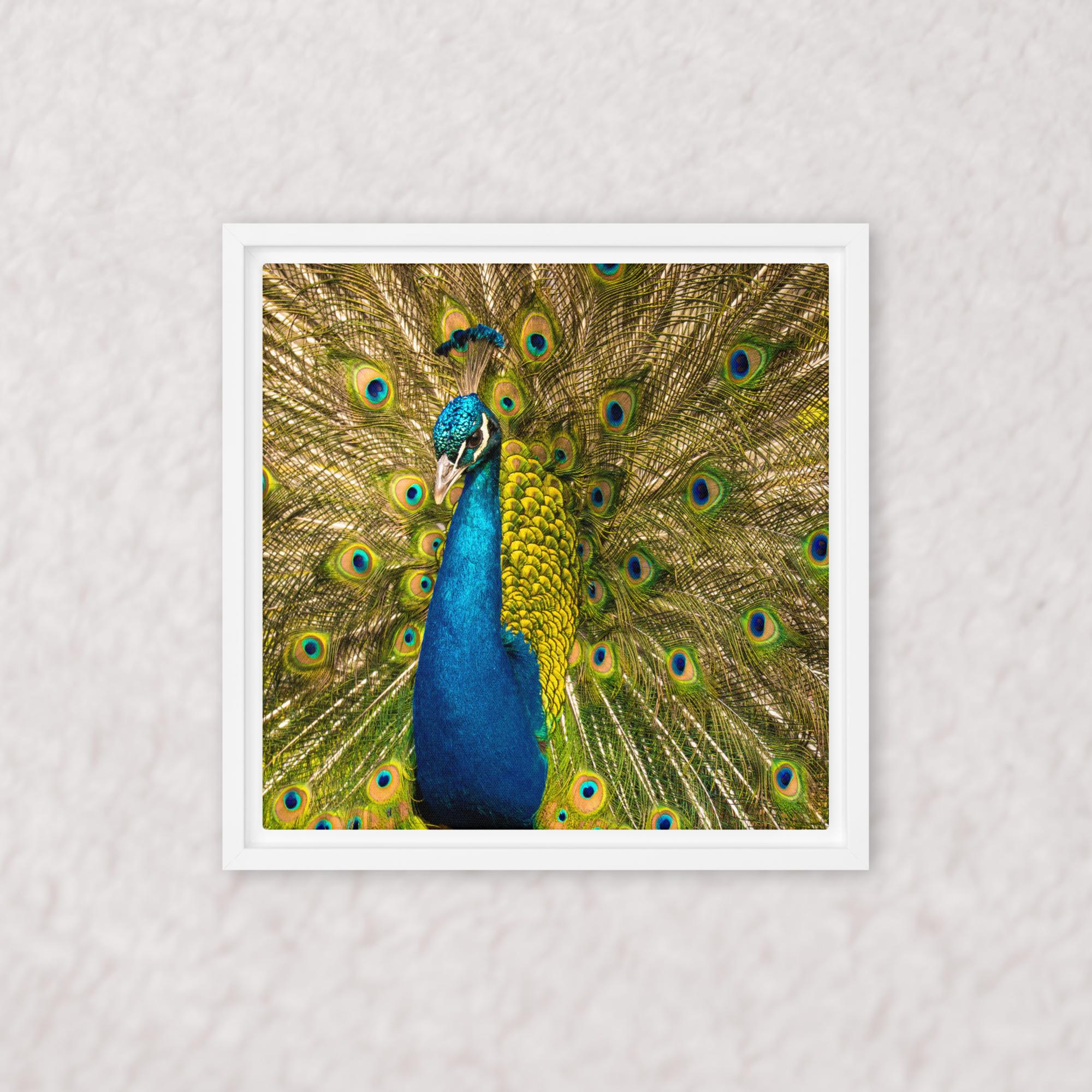 Royal Display (Framed)