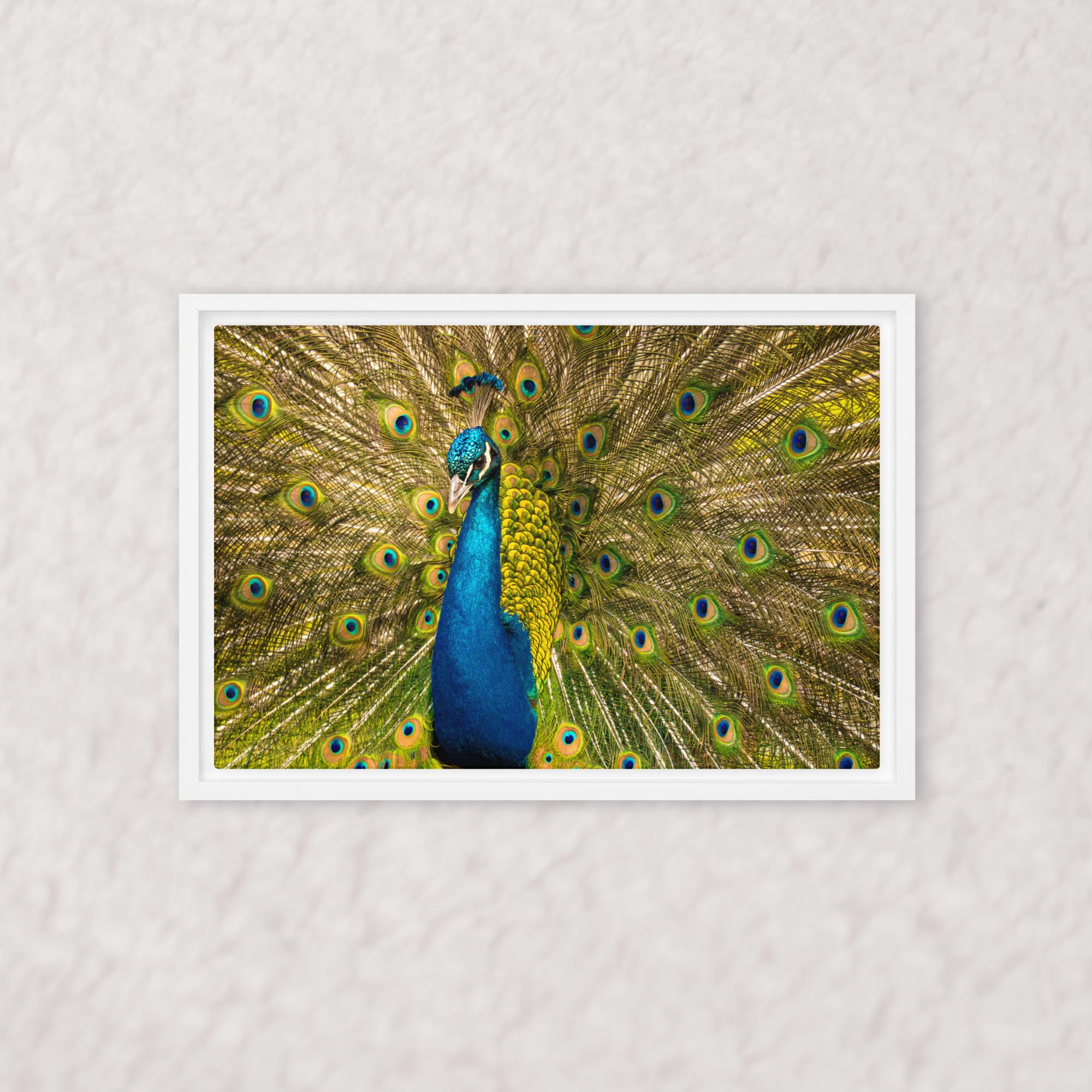 Royal Display (Framed)