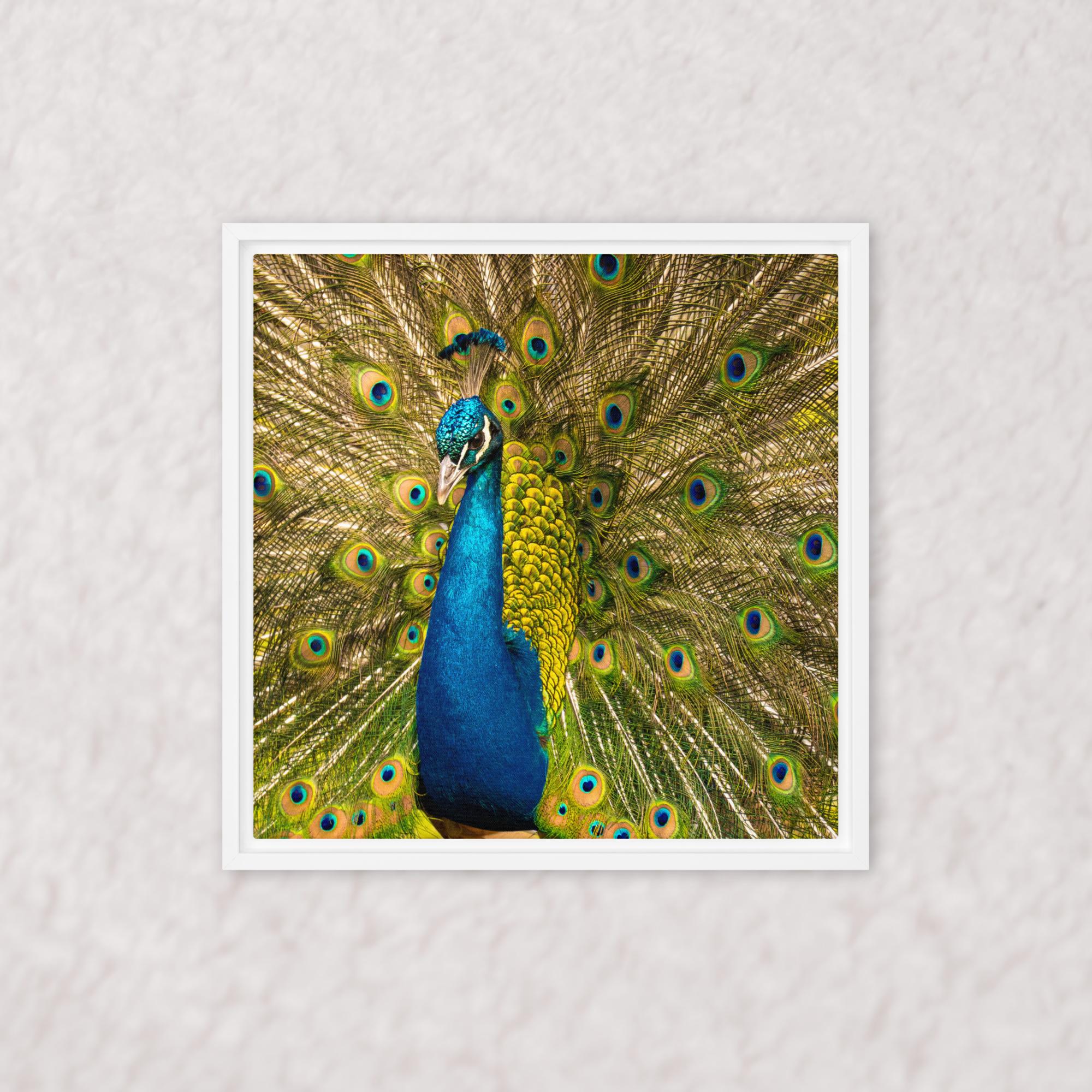 Royal Display (Framed)