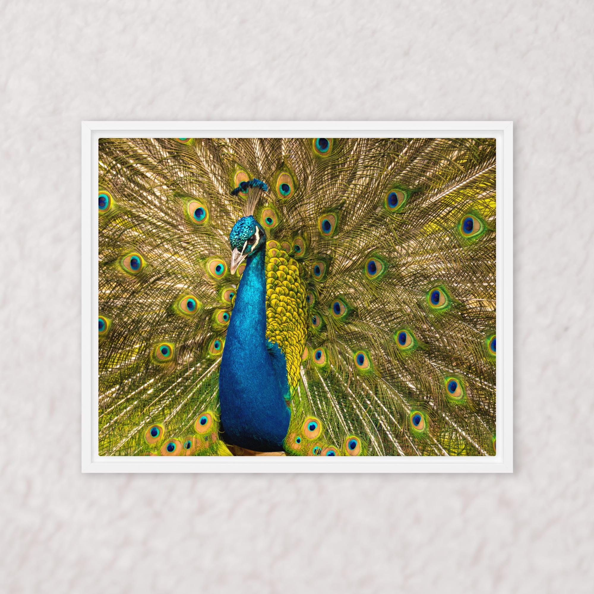 Royal Display (Framed)