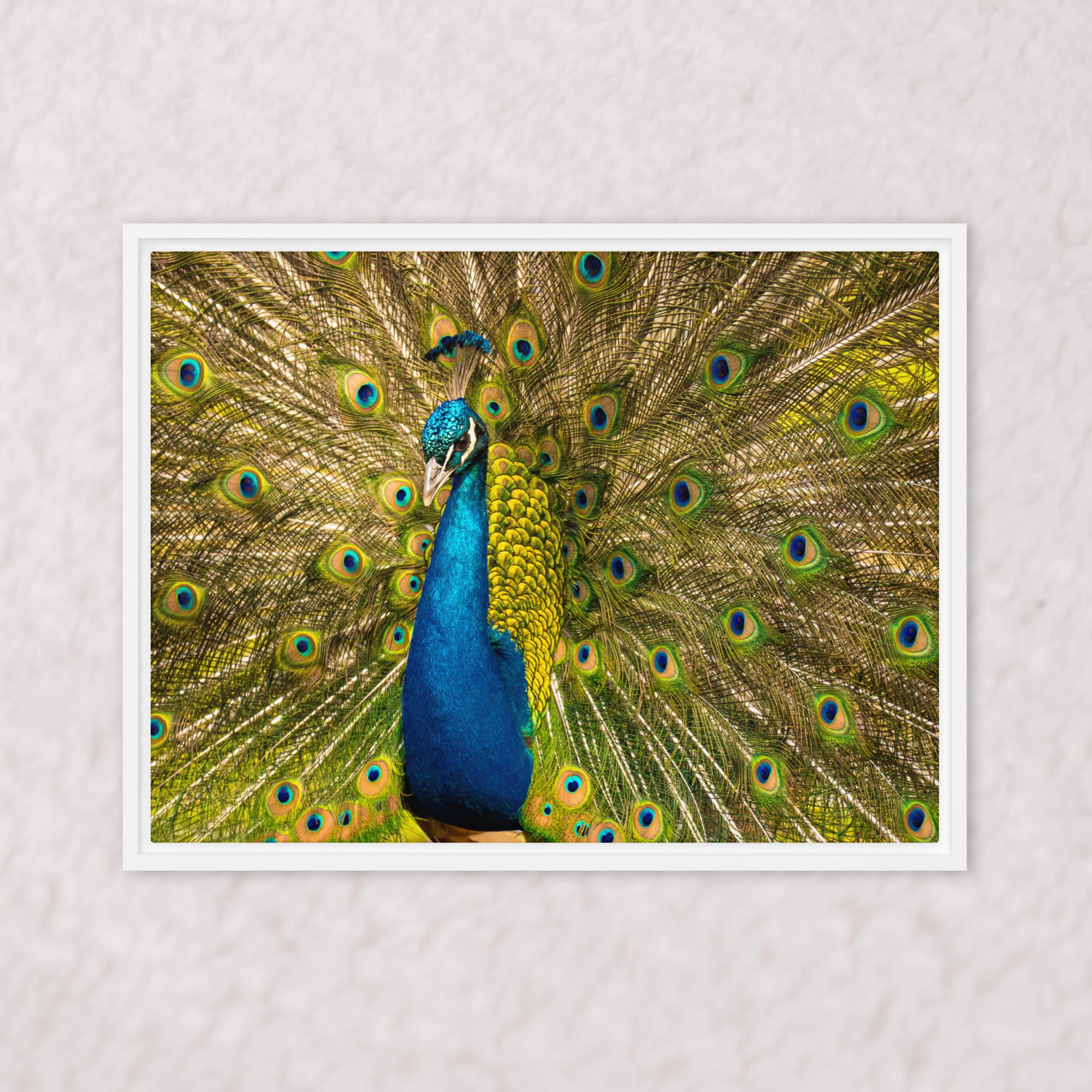 Royal Display (Framed)