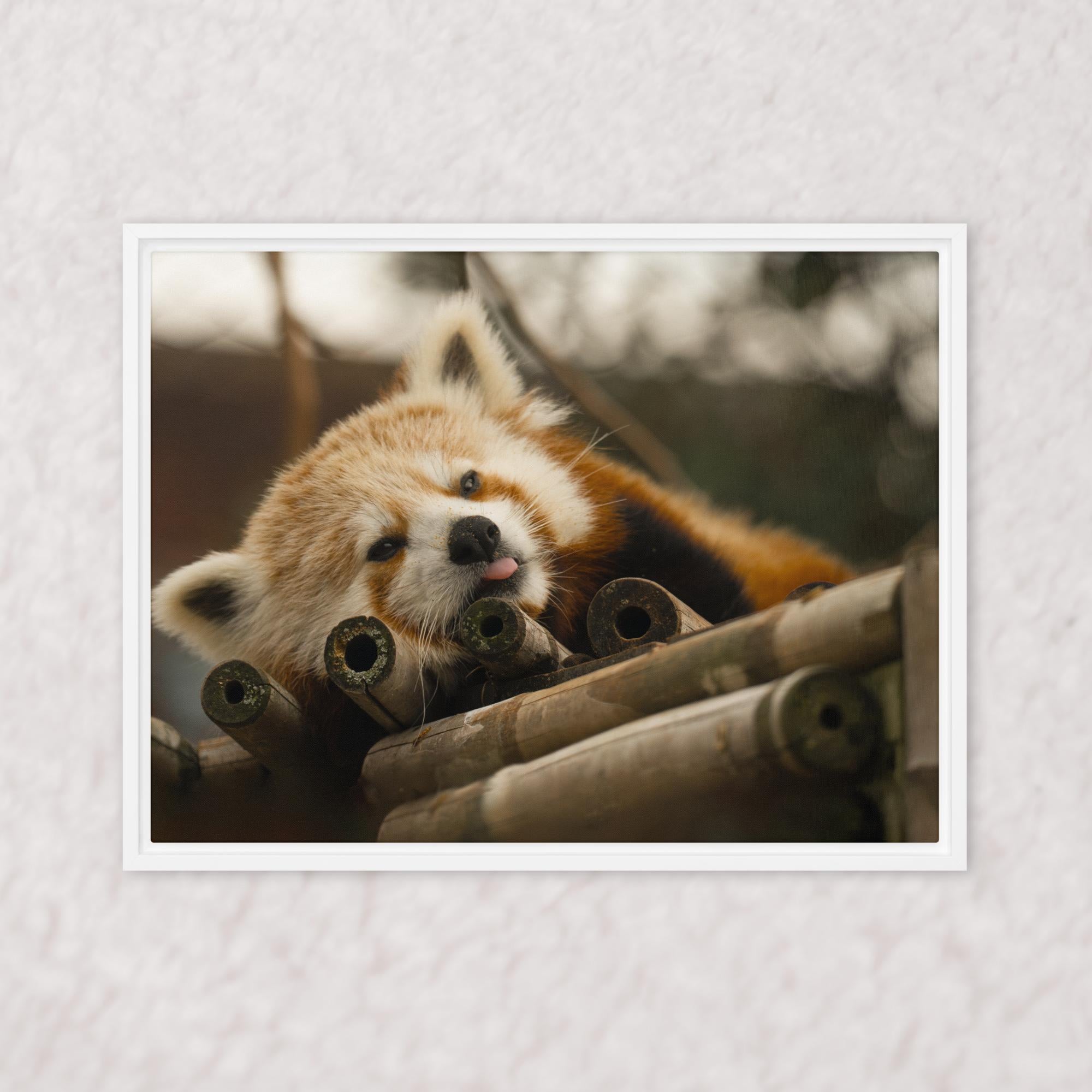 Cradled in Bamboo (Framed)