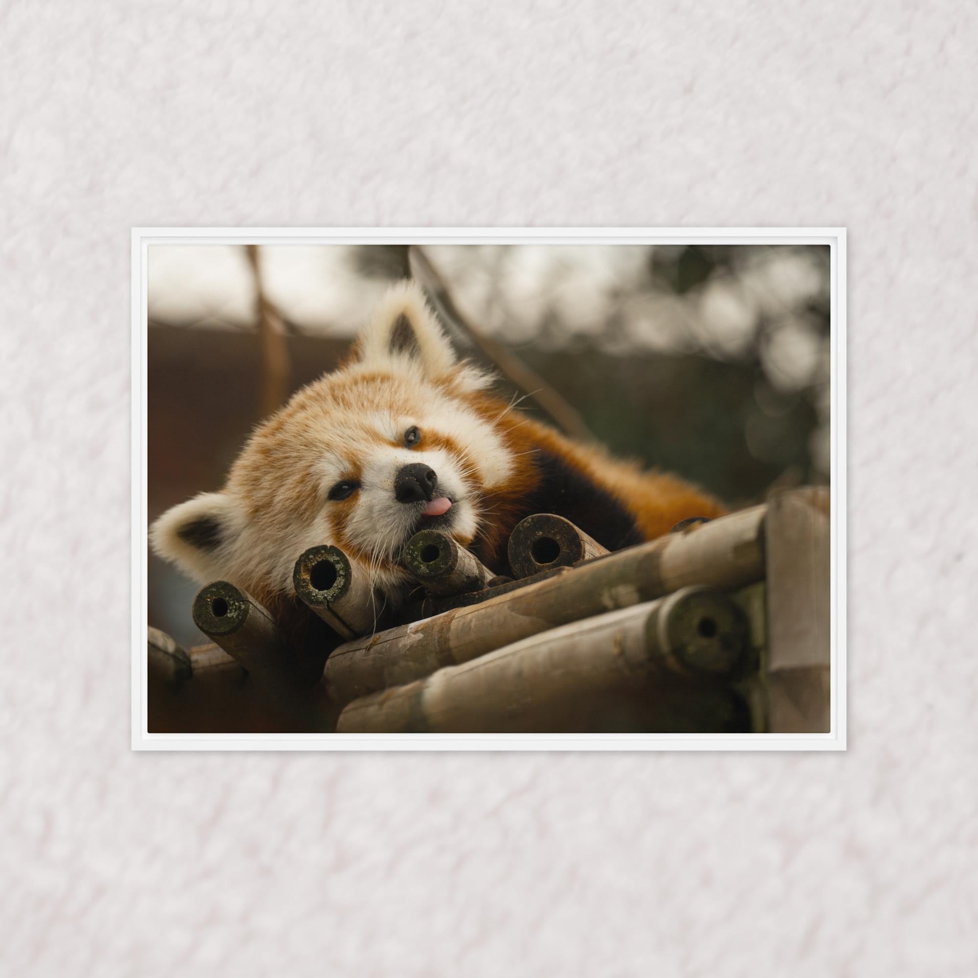 Cradled in Bamboo (Framed)