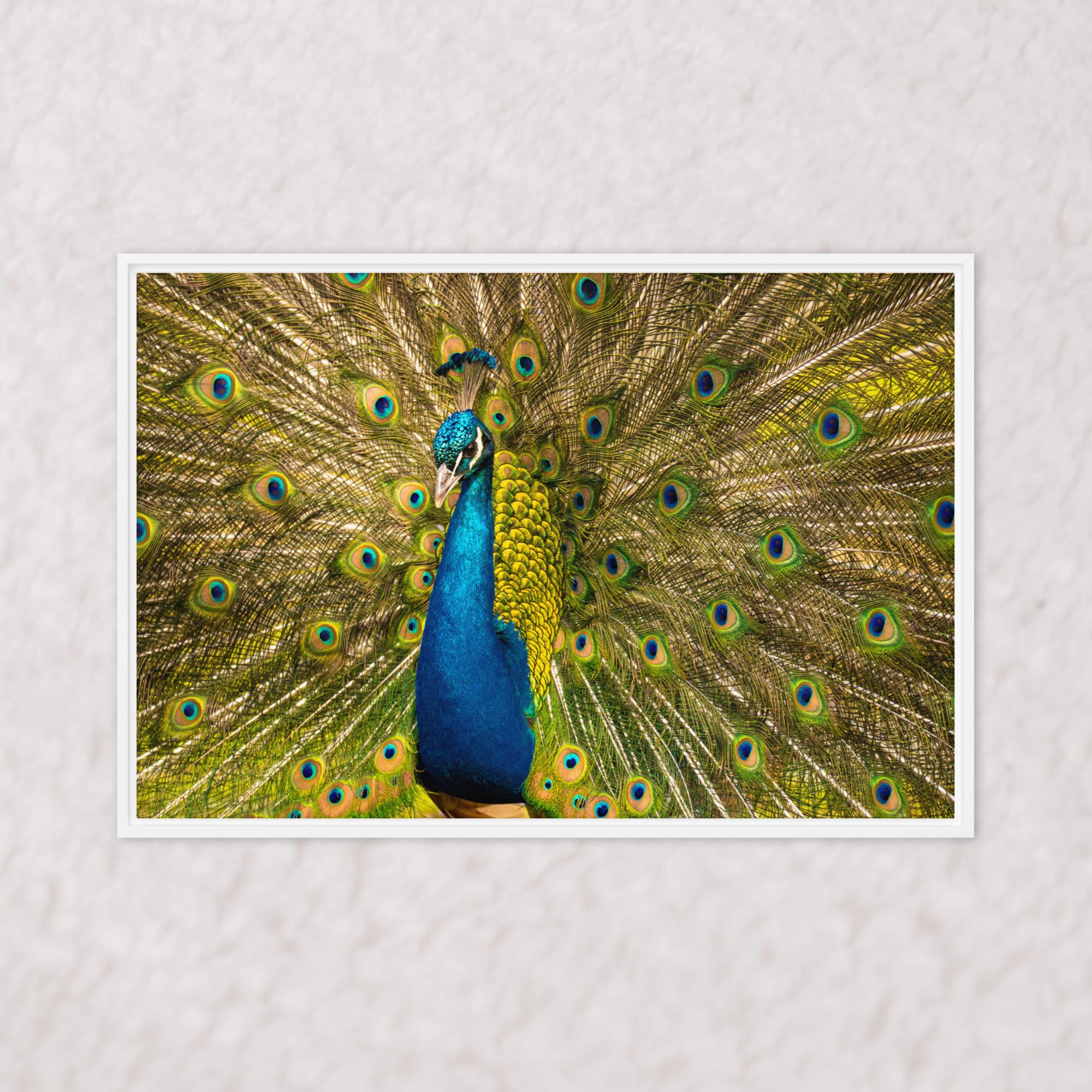 Royal Display (Framed)