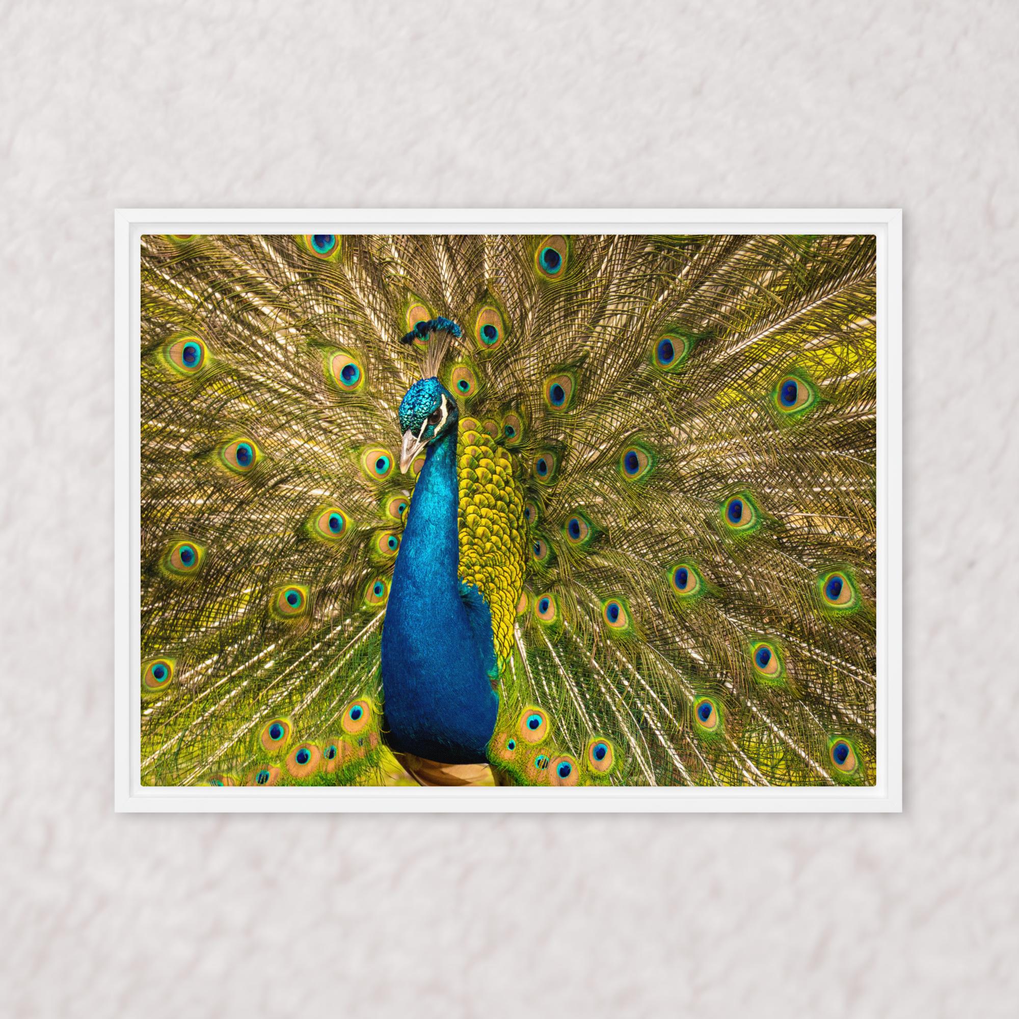 Royal Display (Framed)