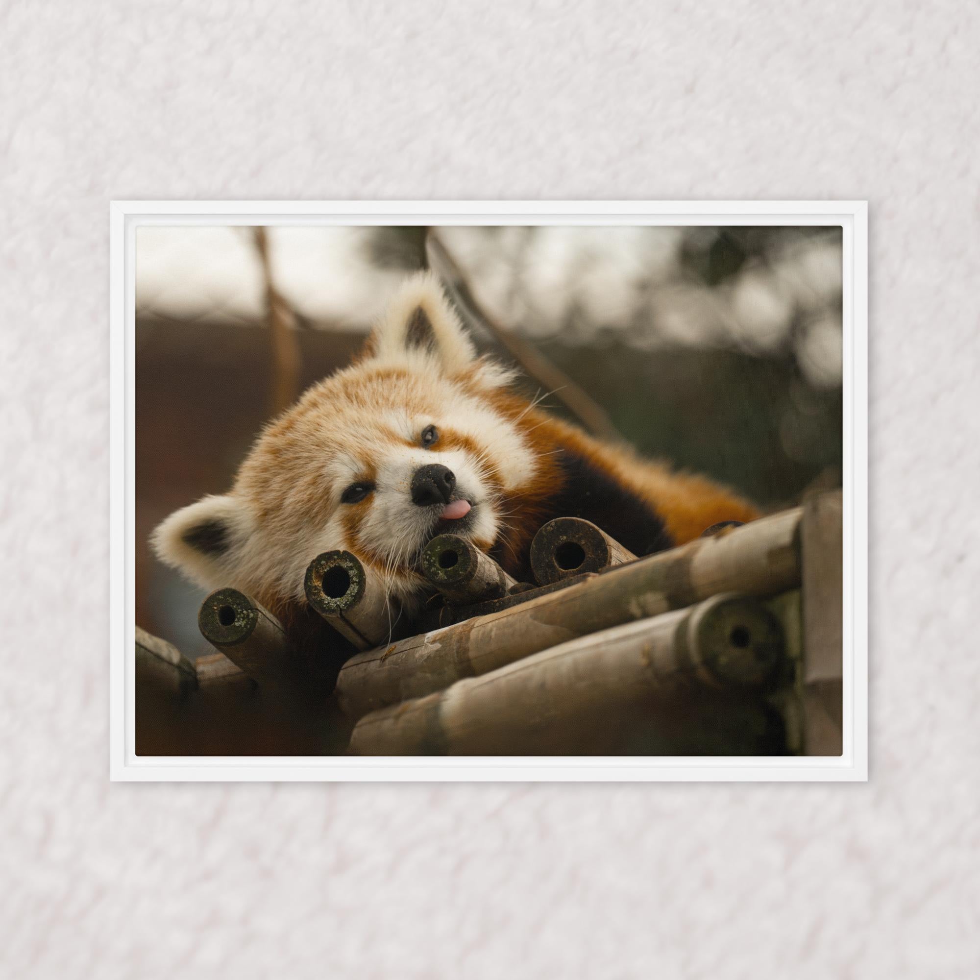 Cradled in Bamboo (Framed)