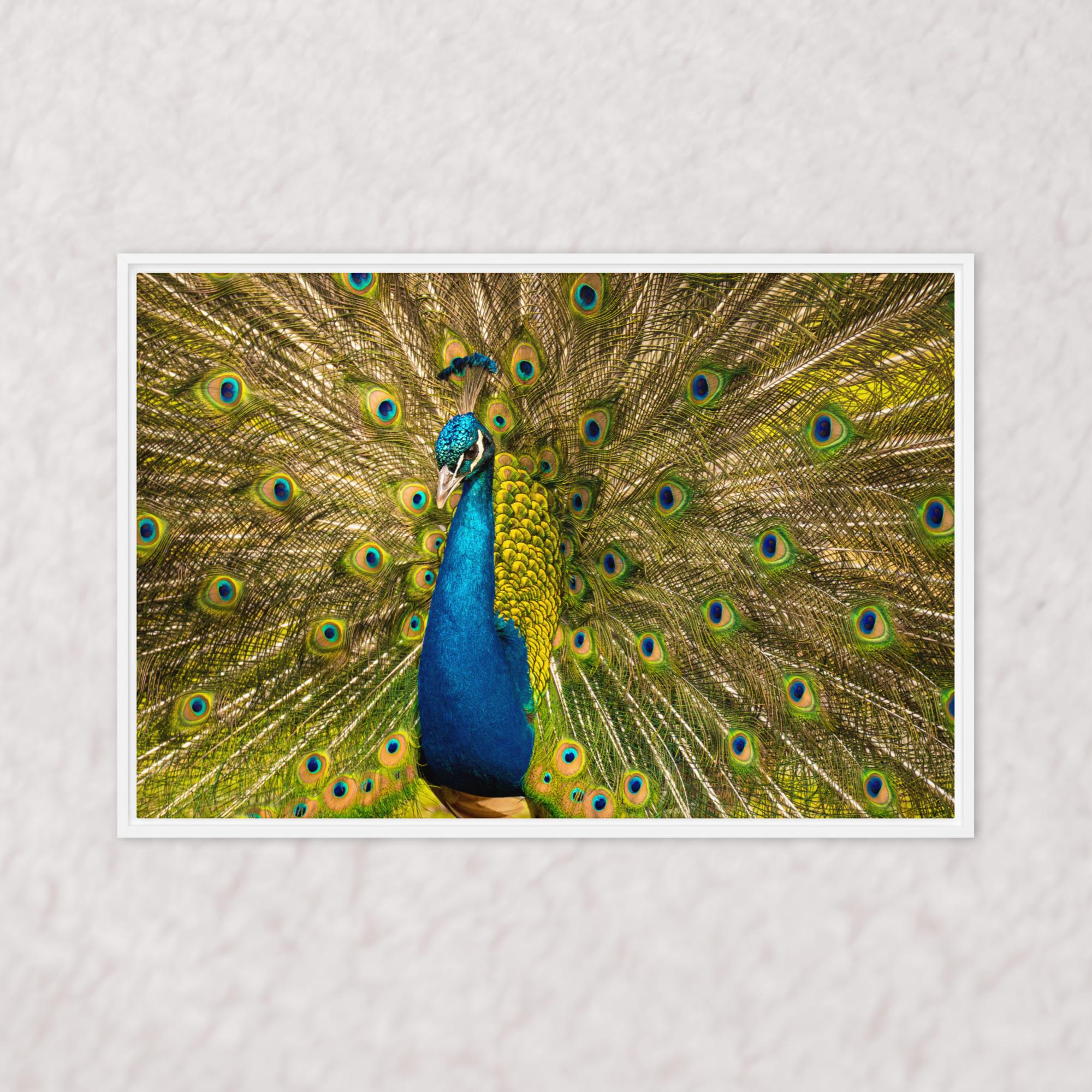 Royal Display (Framed)