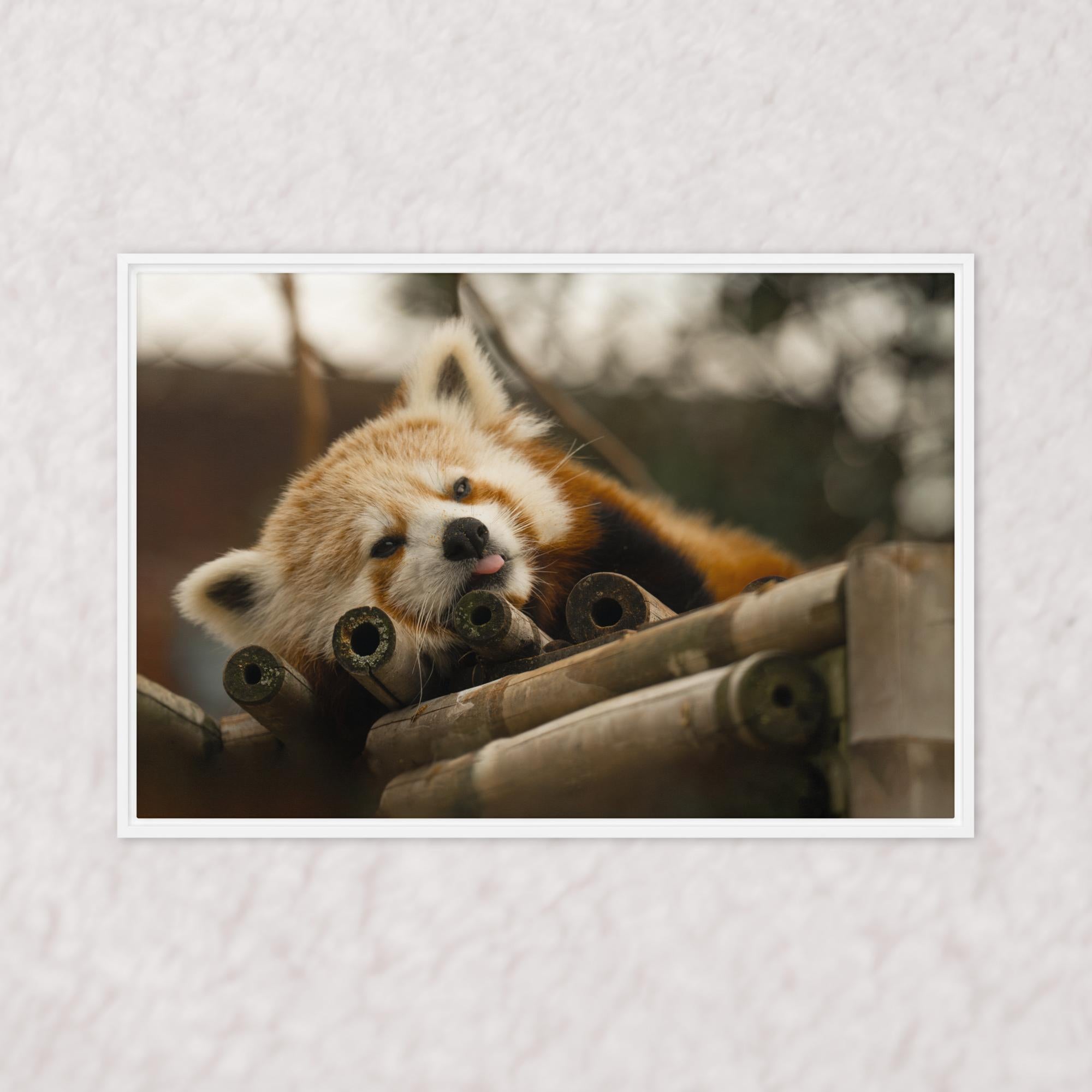 Cradled in Bamboo (Framed)