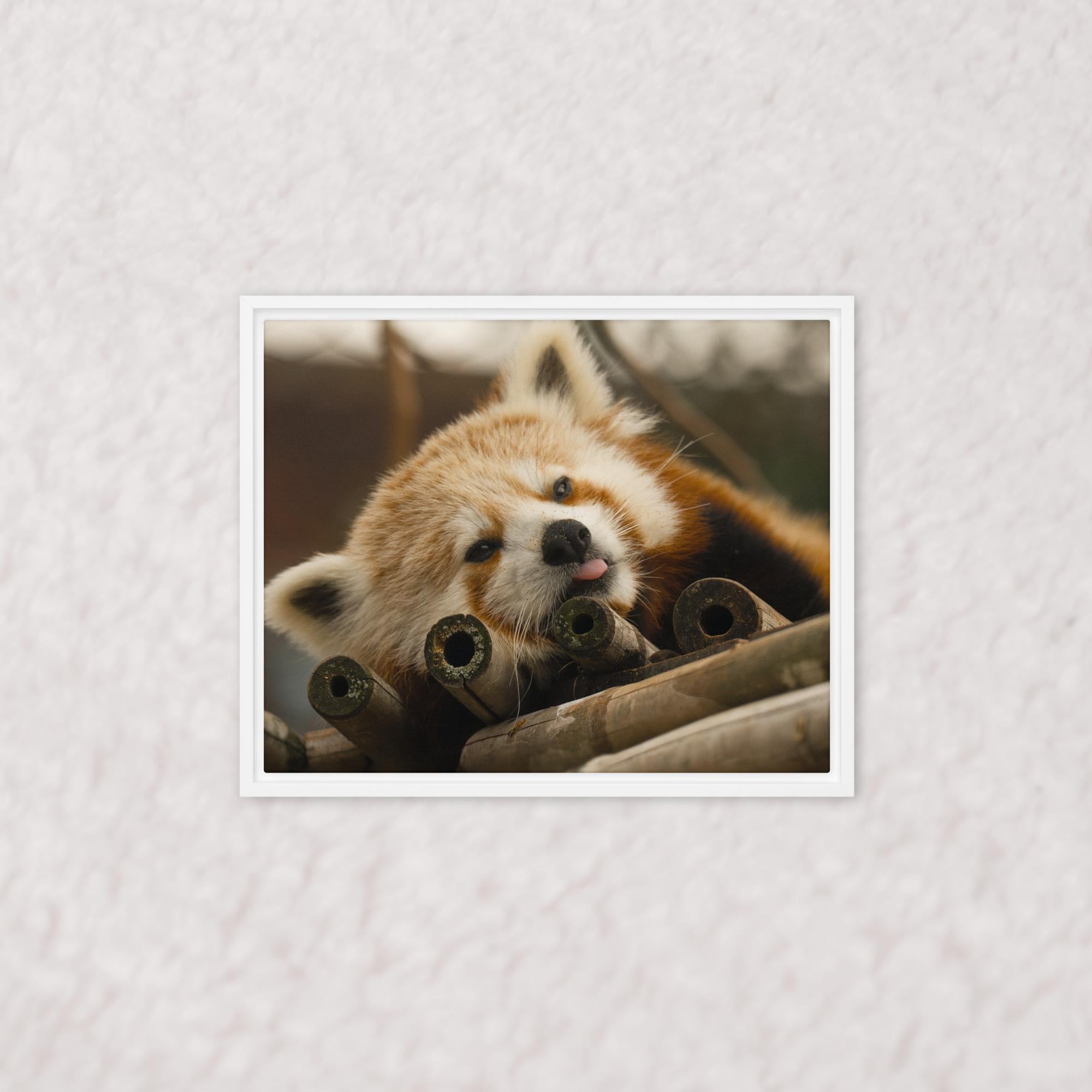 Cradled in Bamboo (Framed)