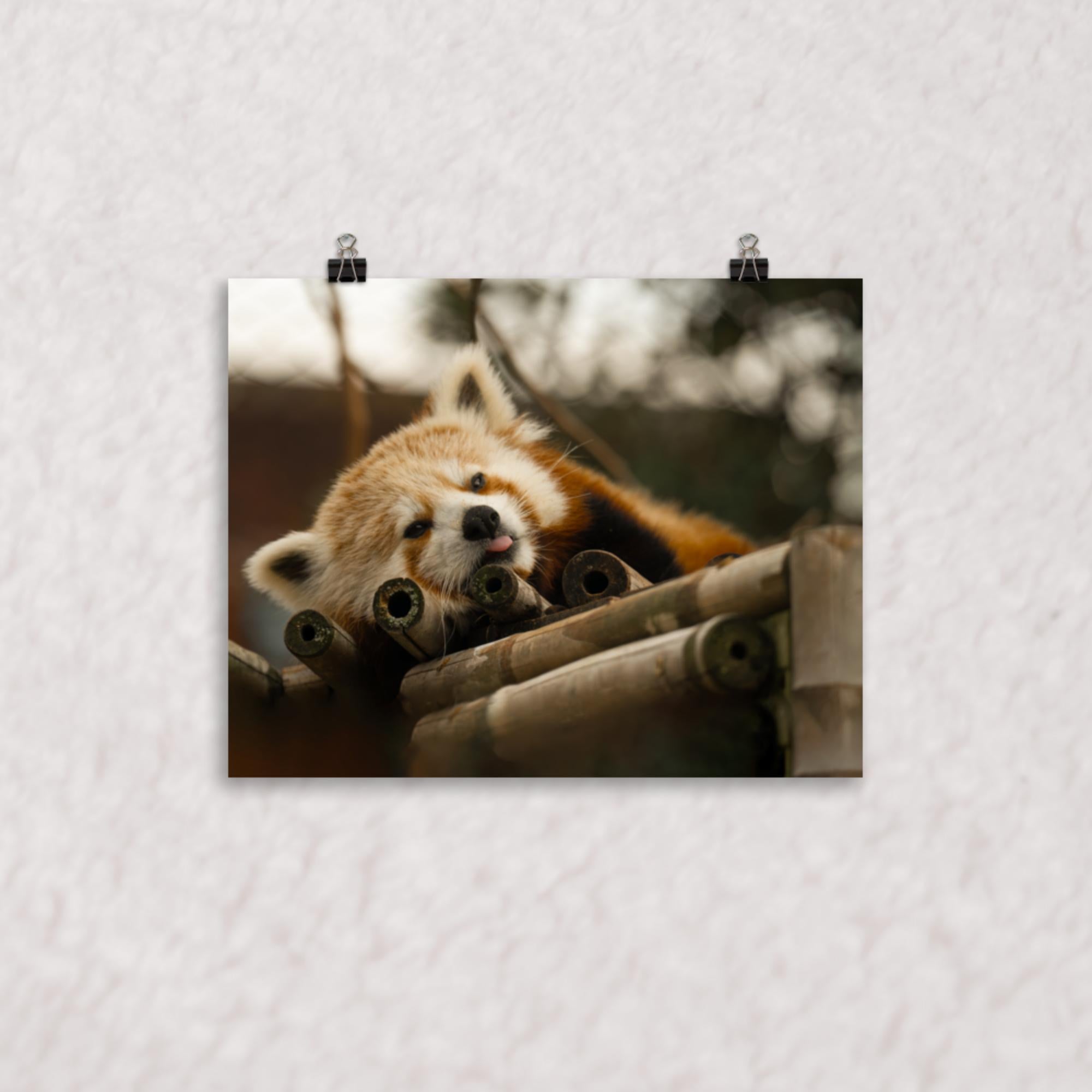 Cradled in Bamboo Poster