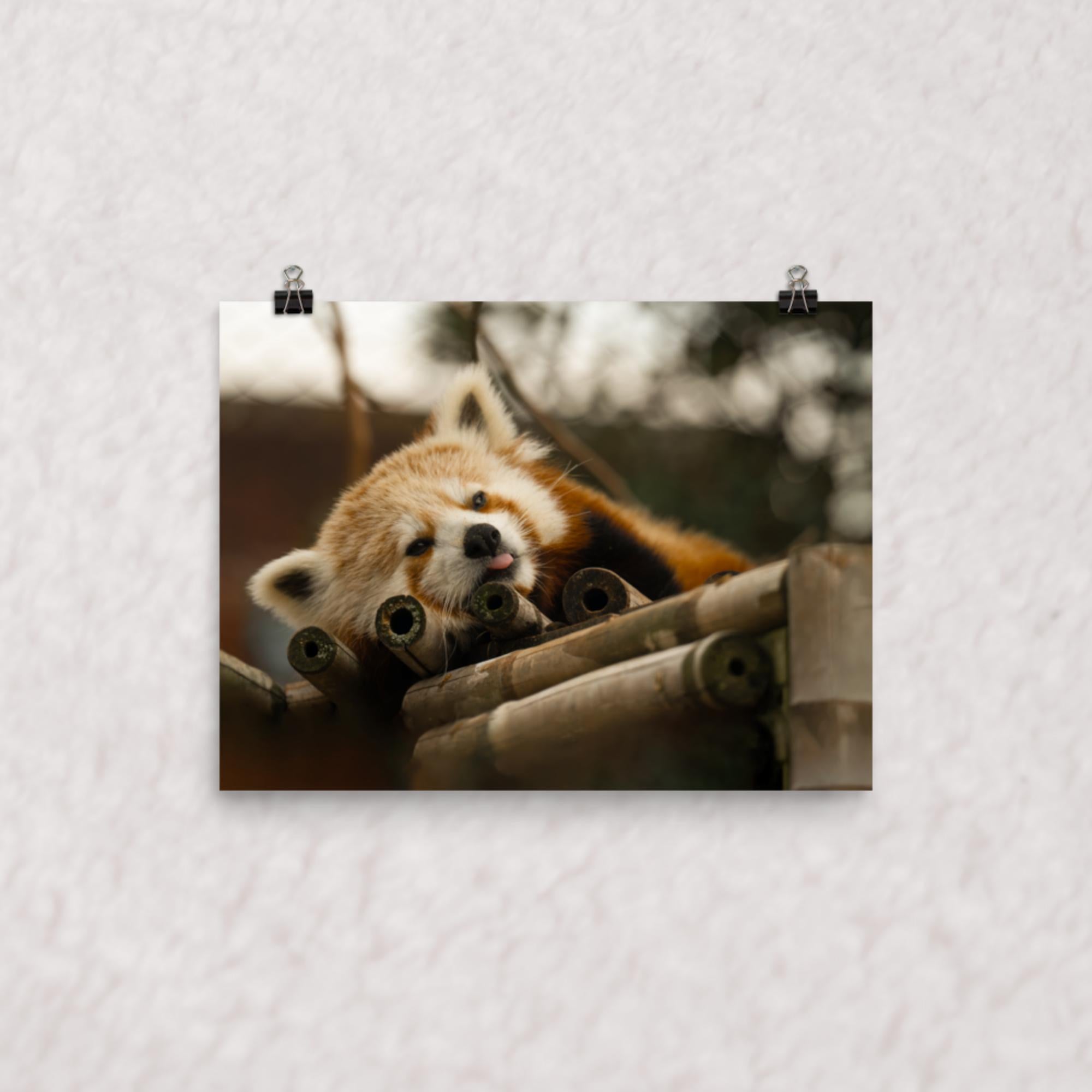 Cradled in Bamboo Poster