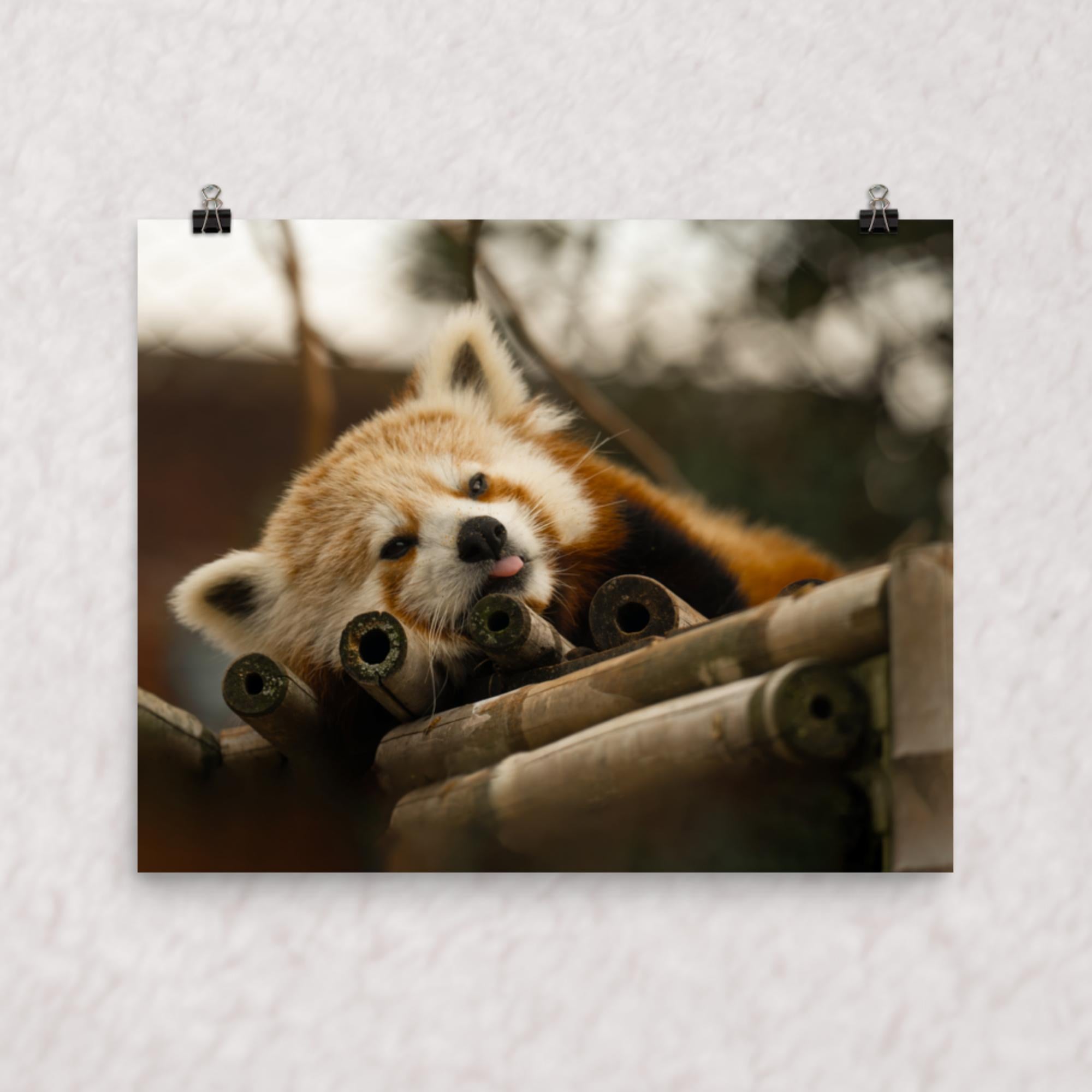 Cradled in Bamboo Poster