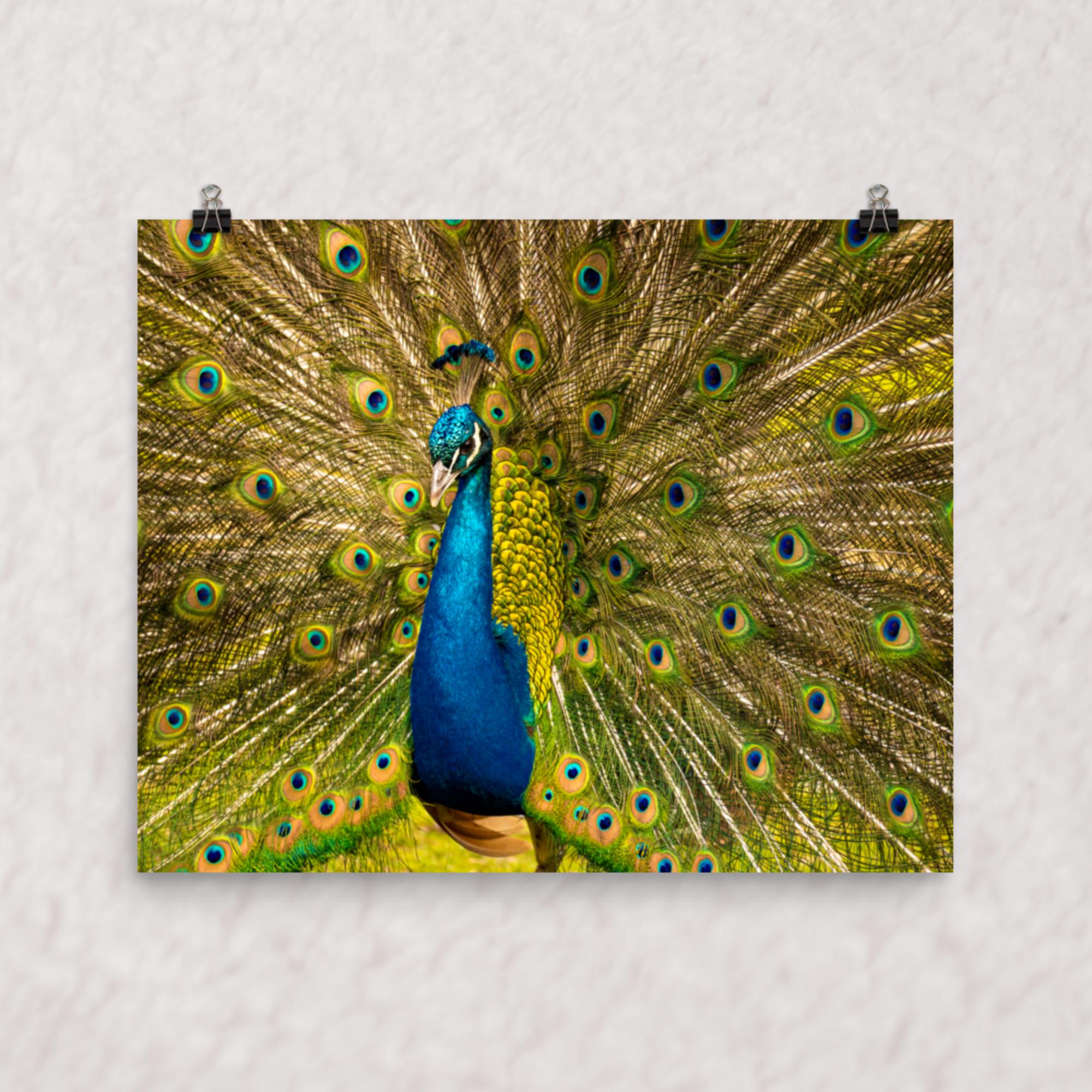 Royal Display Poster