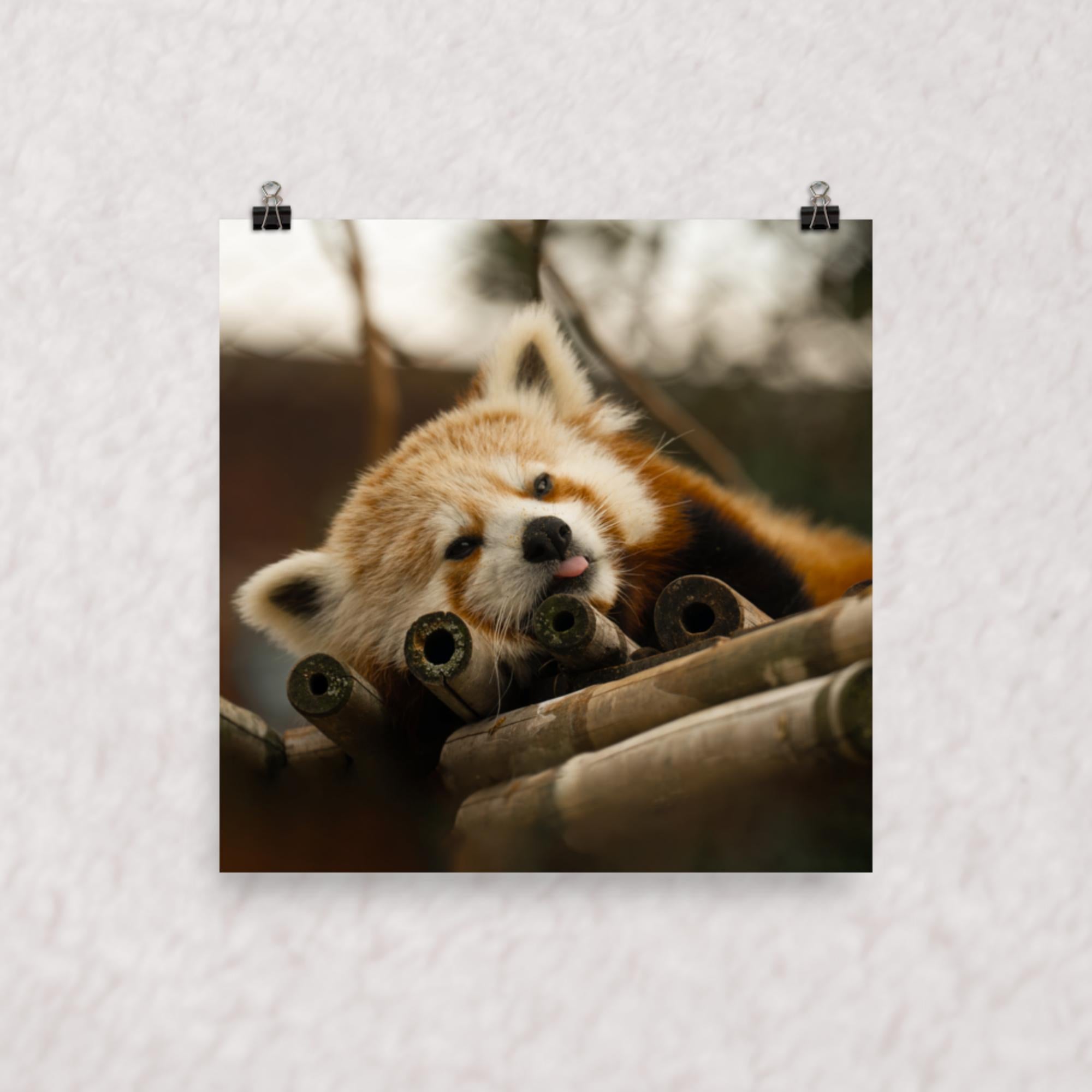 Cradled in Bamboo Poster