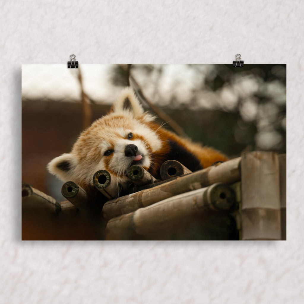 Cradled in Bamboo Poster