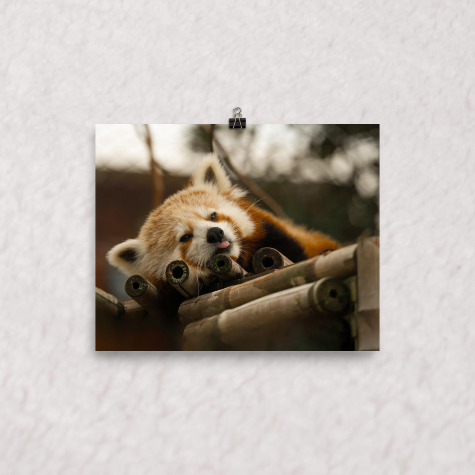 Cradled in Bamboo Poster